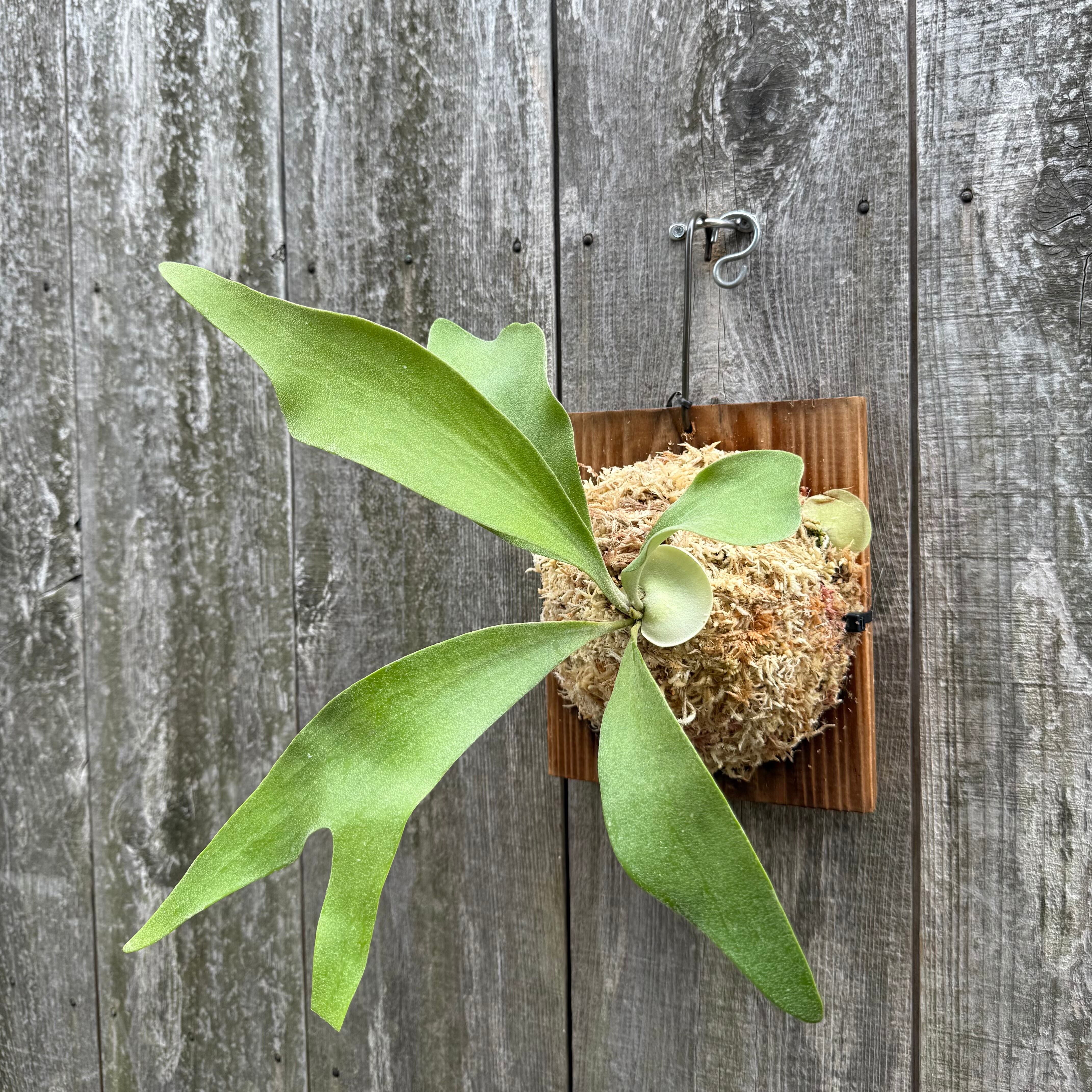 P. Little Finger (pup) | naturefix