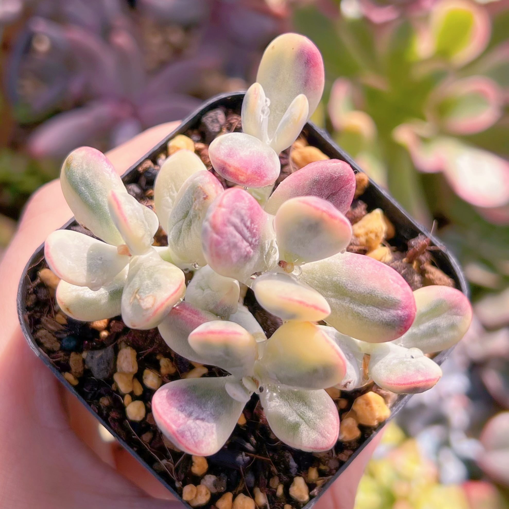 現品　達磨福娘錦#612   るる農園