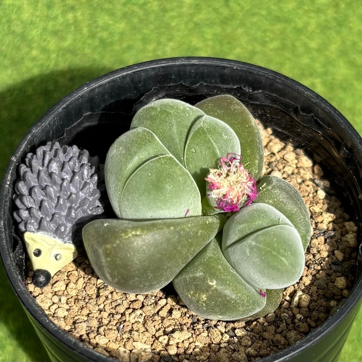 多肉植物 豆彦商店