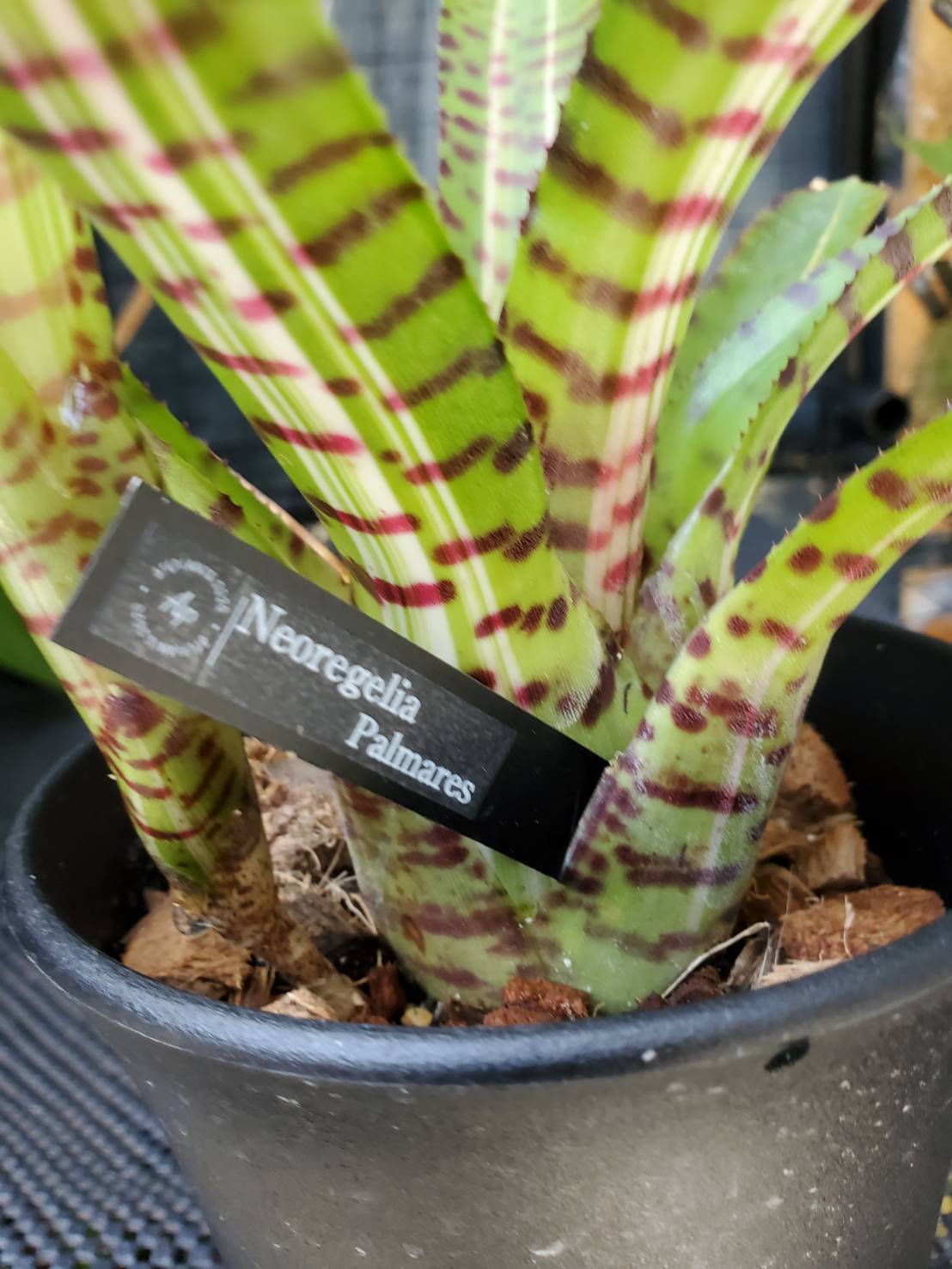 Neoregelia Palmares【artPLANTs】 ネオレゲリア/タンクブロメリア