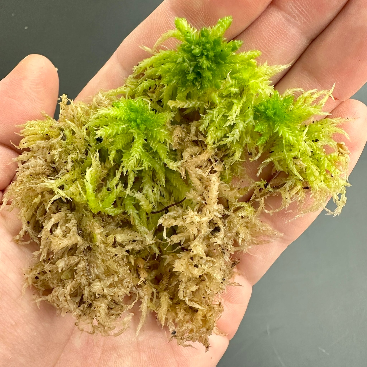 【2L】国産 摘み立て生水苔(生きた水苔)