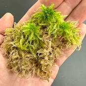 【2L】国産 摘み立て生水苔(生きた水苔)