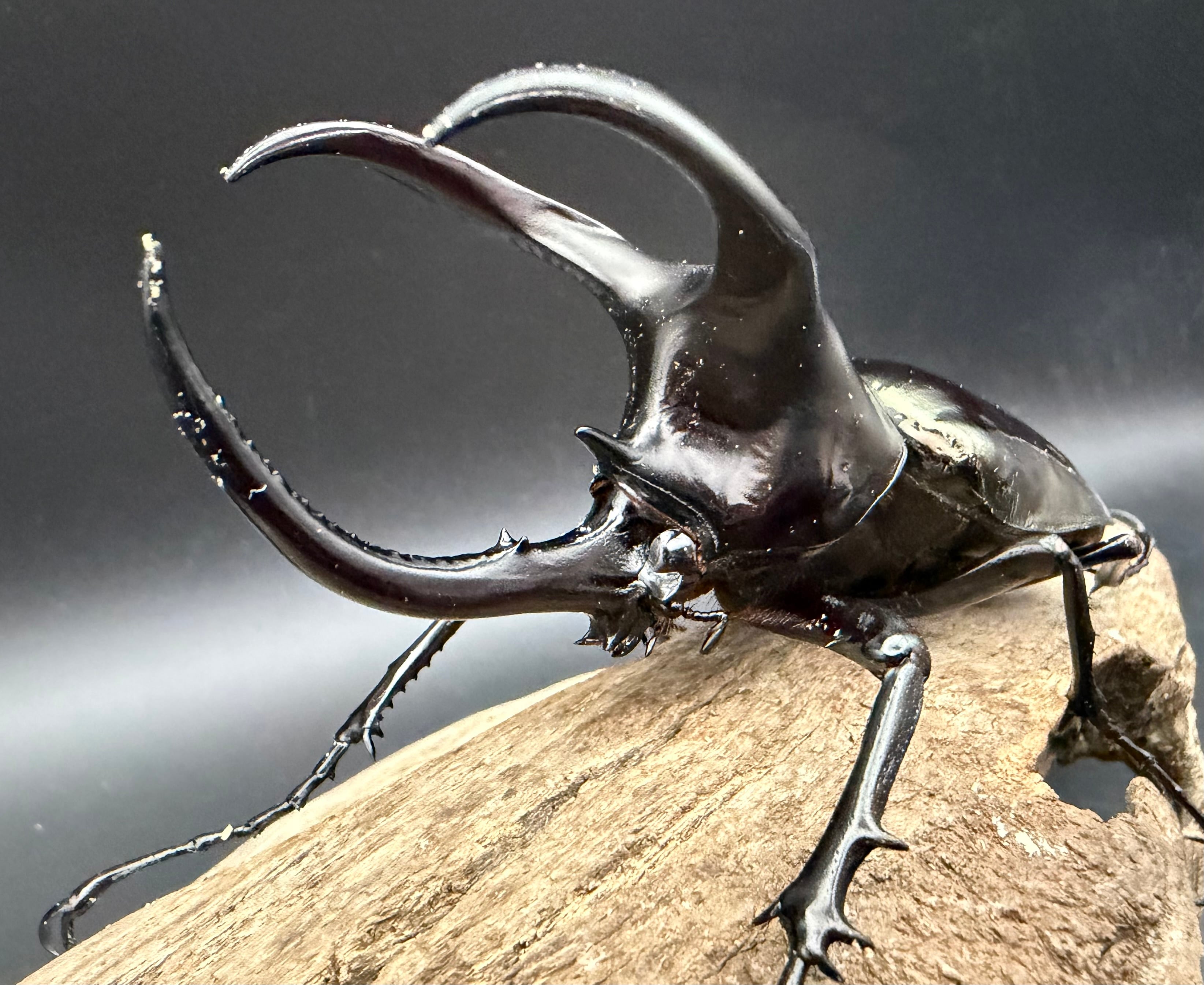 WD】《ジャワコーカサスオオカブト 112mm ペア》 | KPW公式オンライン