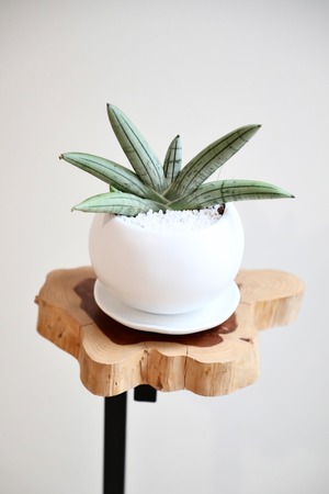 【S】サンスベリア ホワイトボンセレンシス/Sansevieria Boncellensis ※陶器鉢付き