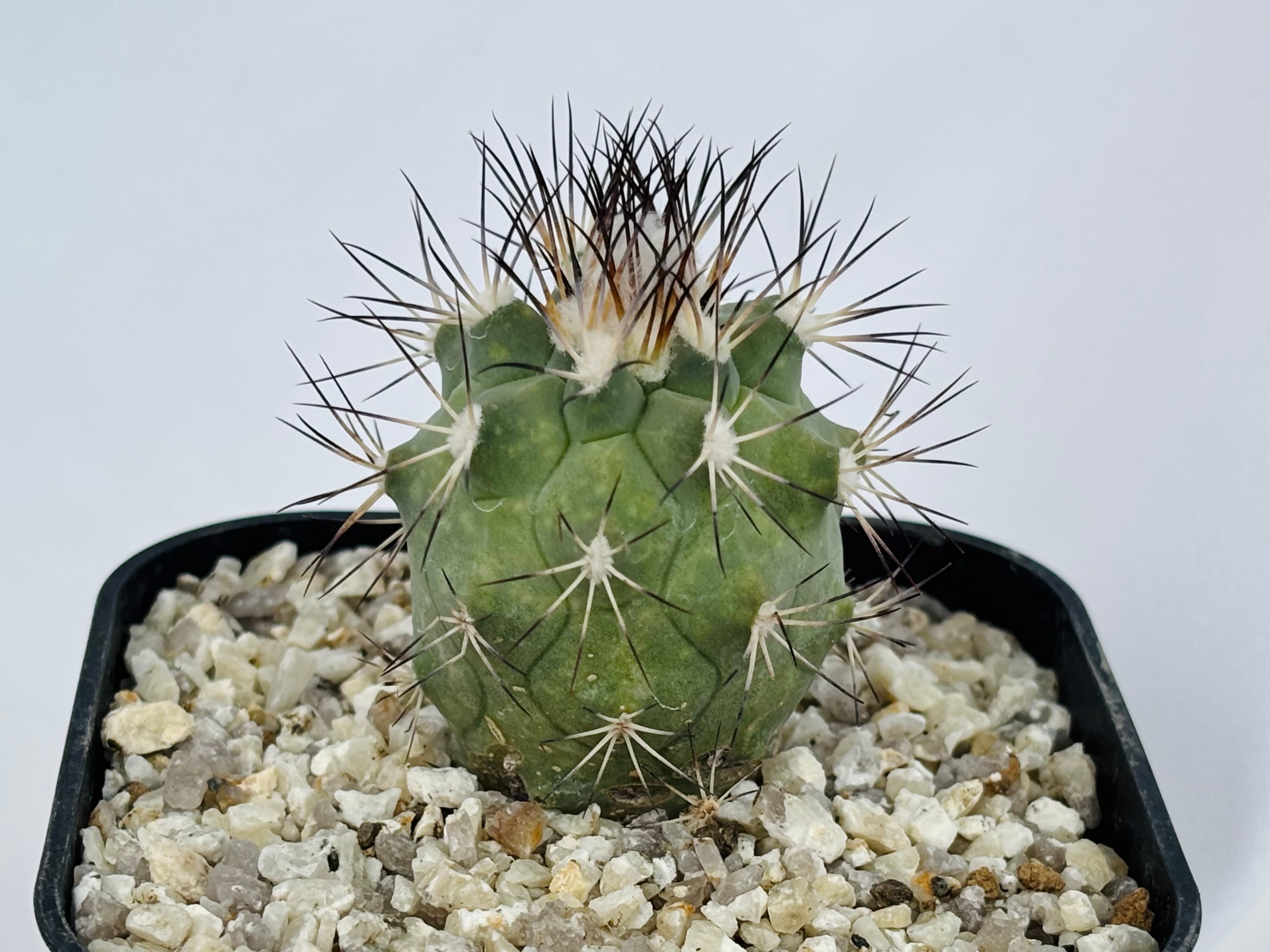 Gymnocactus gielsdorfianus ギムノカクタス 黒槍丸 サボテン