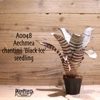 【送料無料】Aechmea chantinii 'Black Ice' seedling〔エクメア〕現品発送A0048