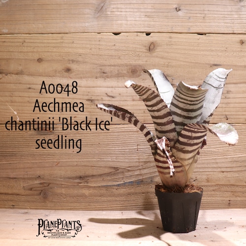 【送料無料】Aechmea chantinii 'Black Ice' seedling〔エクメア〕現品発送A0048