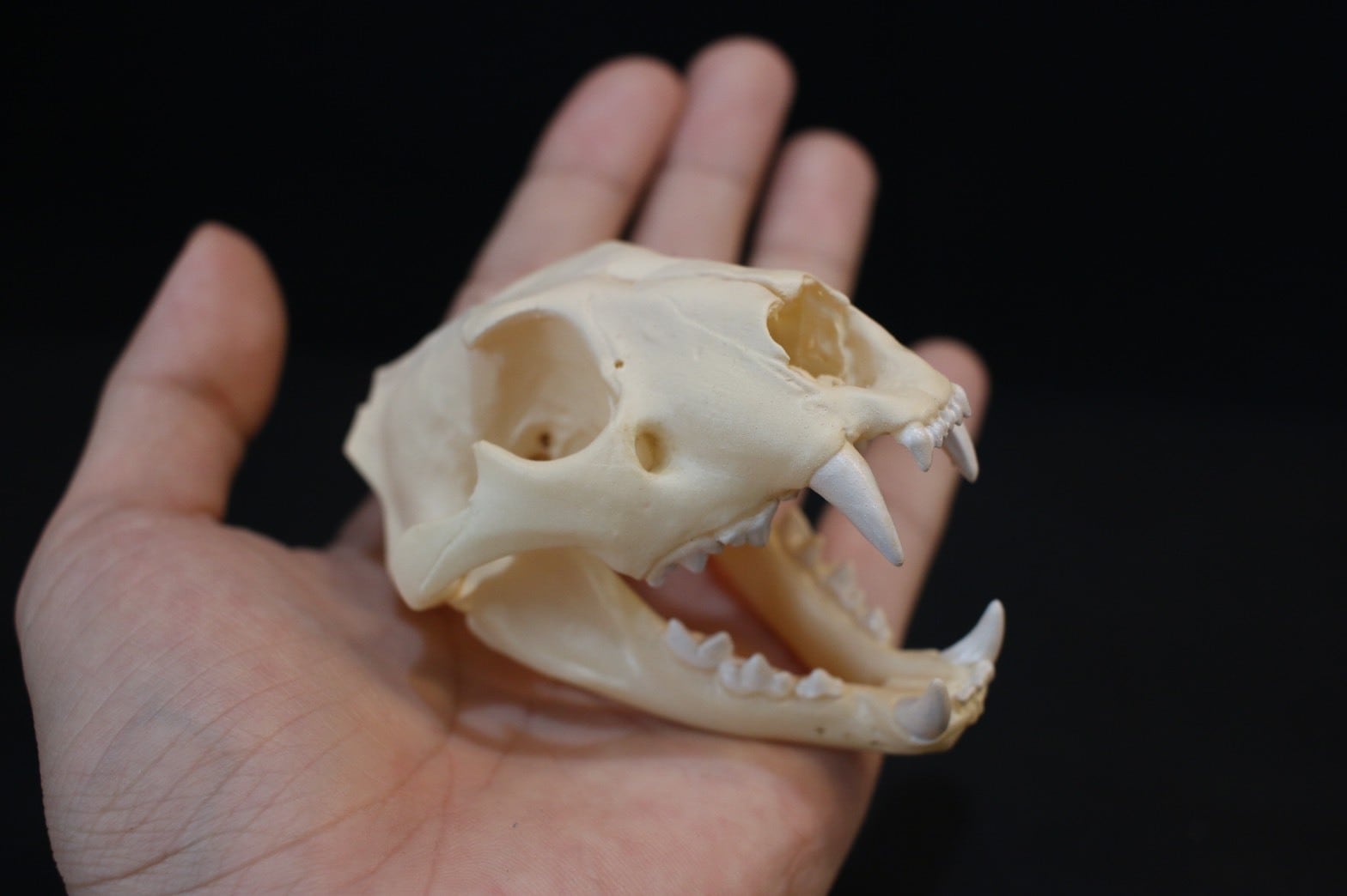 約8cm】 ライオン縮小頭骨レプリカ | アンフィ合同会社