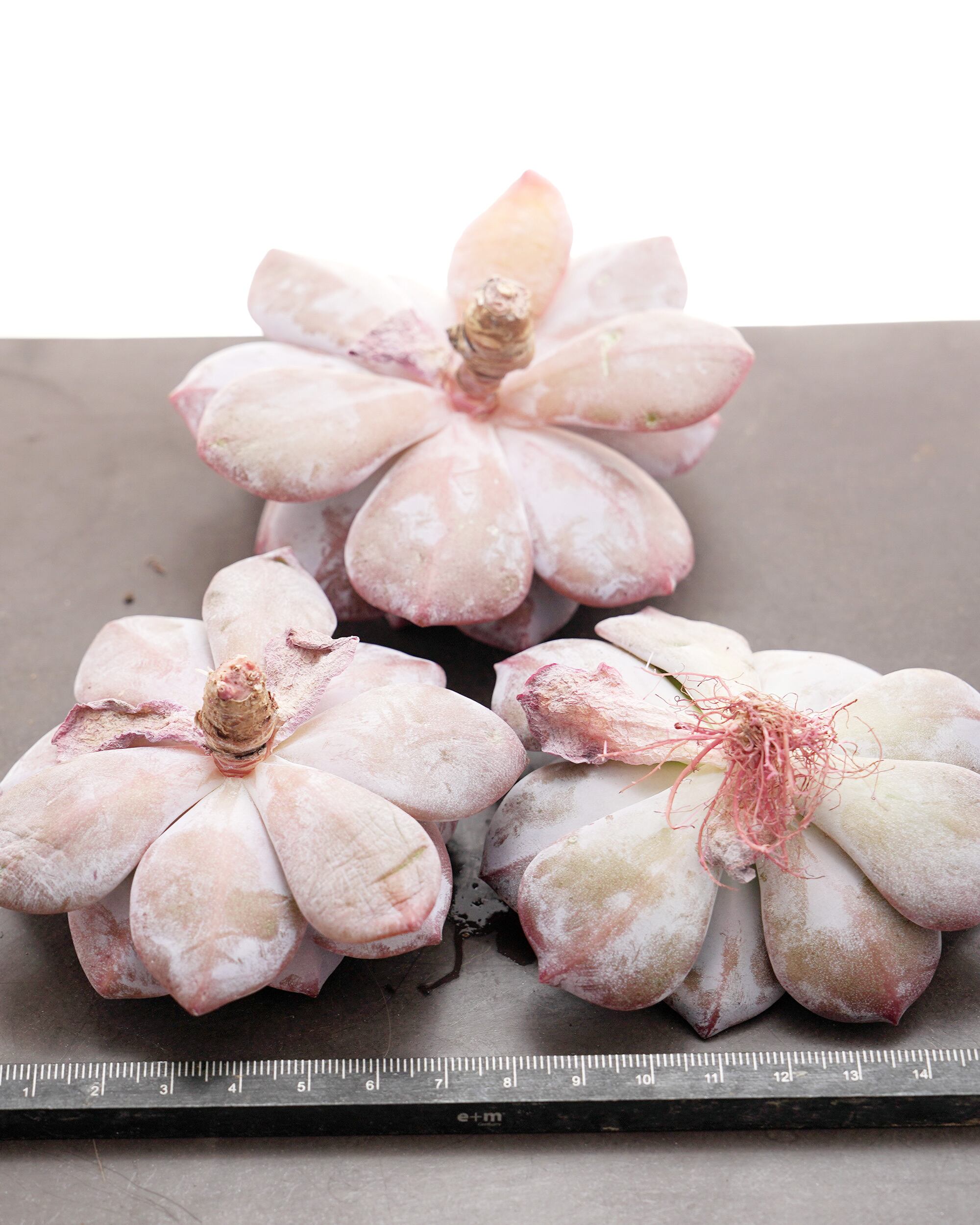 微発根カット苗 サクラスノー Graptoveria 'Sakura Snow' | PUKUBOOK