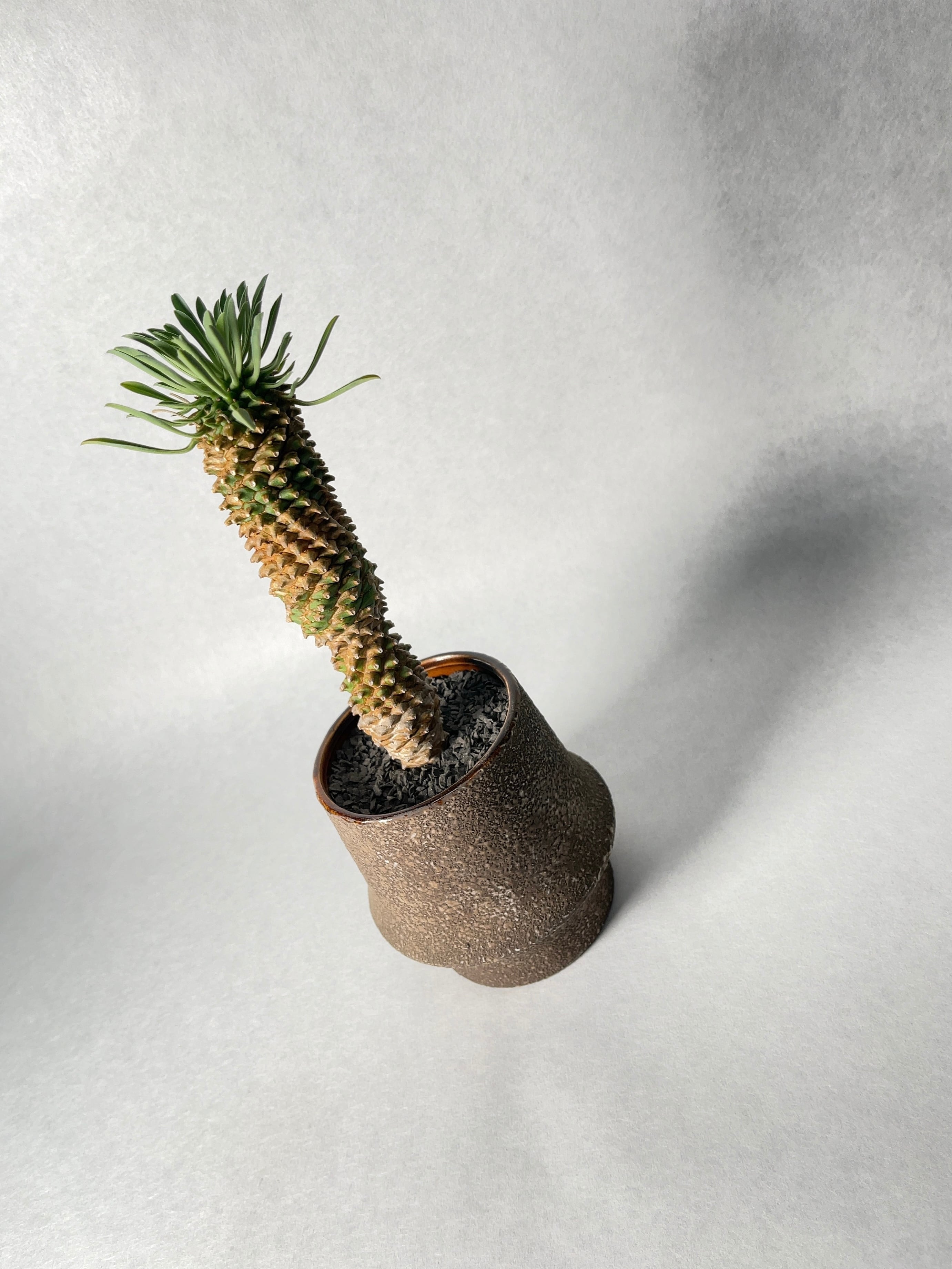 ［超激レア品種］ユーフォルビア カッティマンドウ［入手困難、残り1鉢］ 超激レア品種］ユーフォルビア カッティマンドウ［入手困難、残り1鉢］