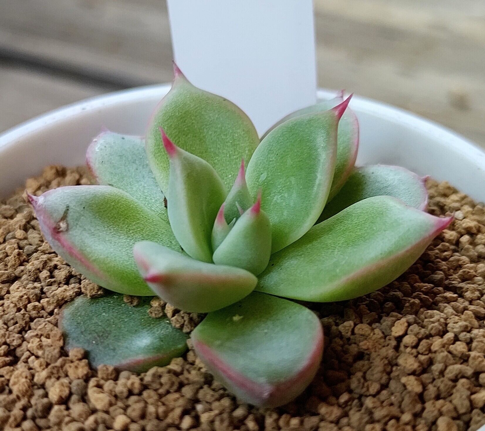 チワワエンシスイエコラ | RuPo 多肉植物専門店