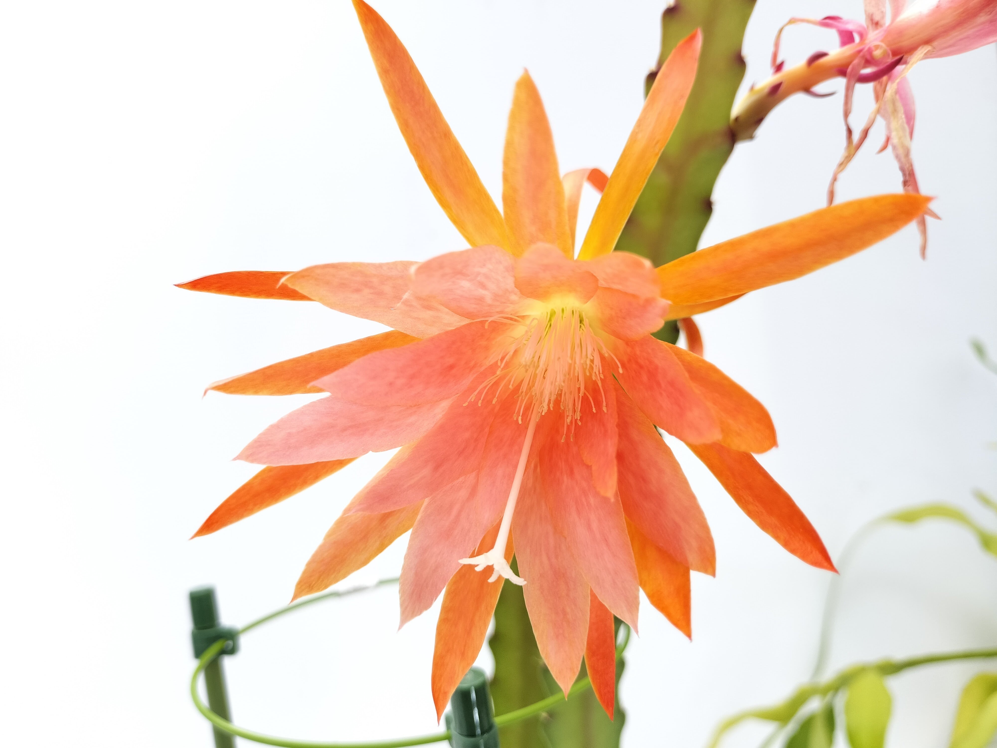 Epiphyllum hybrid ′白狐の精′ 10．5cmPOT 3．5号鉢