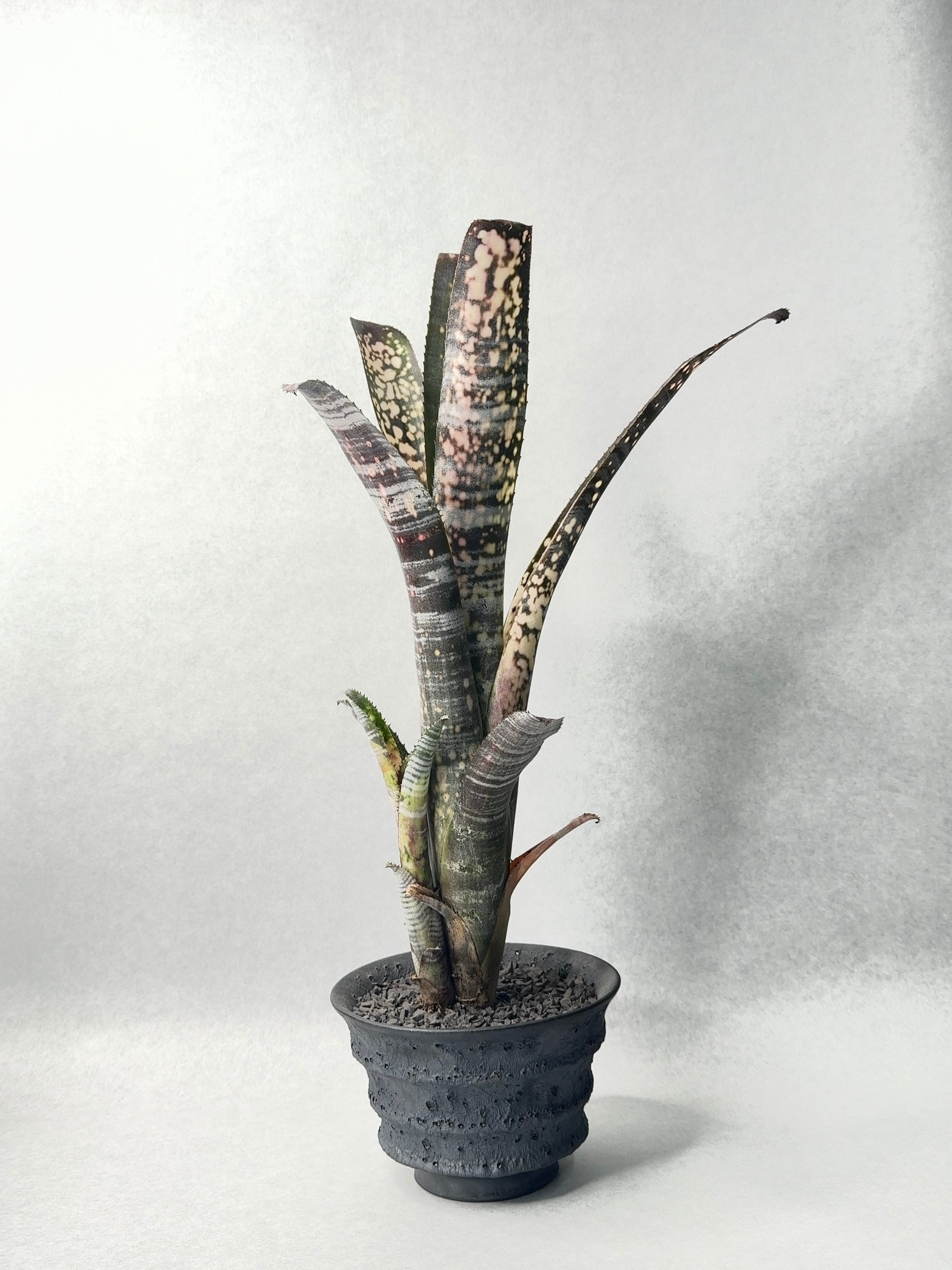 ドミンゴスマルティンス×ストロベリー | trigger