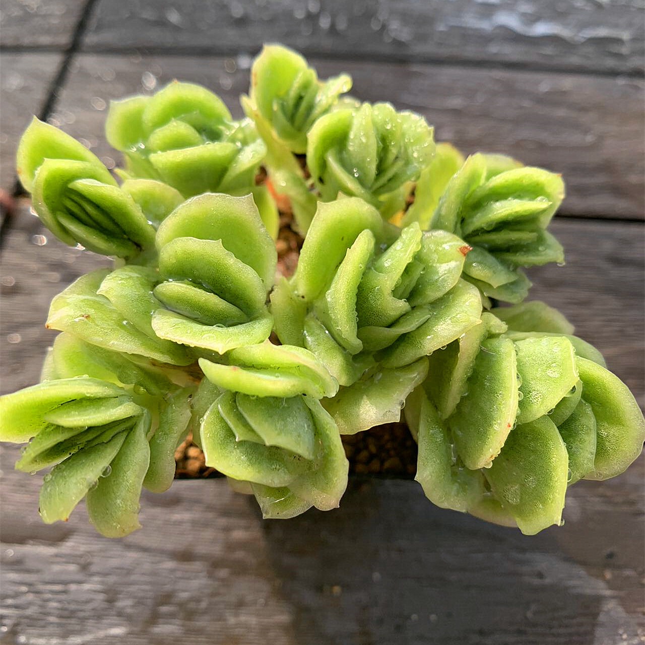 多肉植物 アイスラブリーローズ錦 カット苗（多肉植物 アイスラブリー 