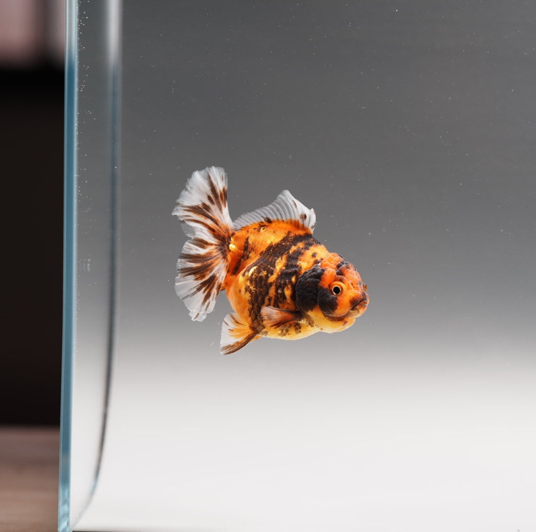 金魚 | 極光金魚展