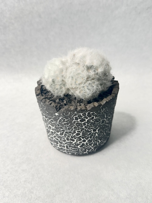 マミラリア・羽衣白星