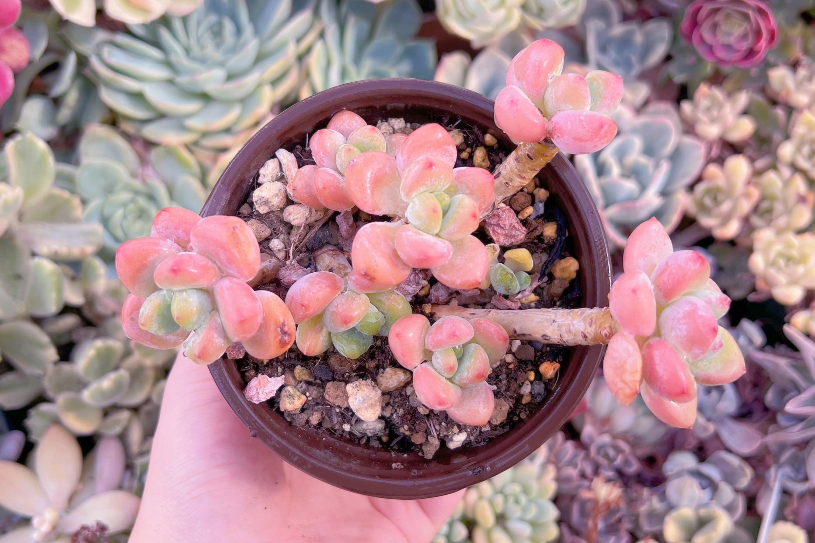 現品　マカロン#F031　るる農園