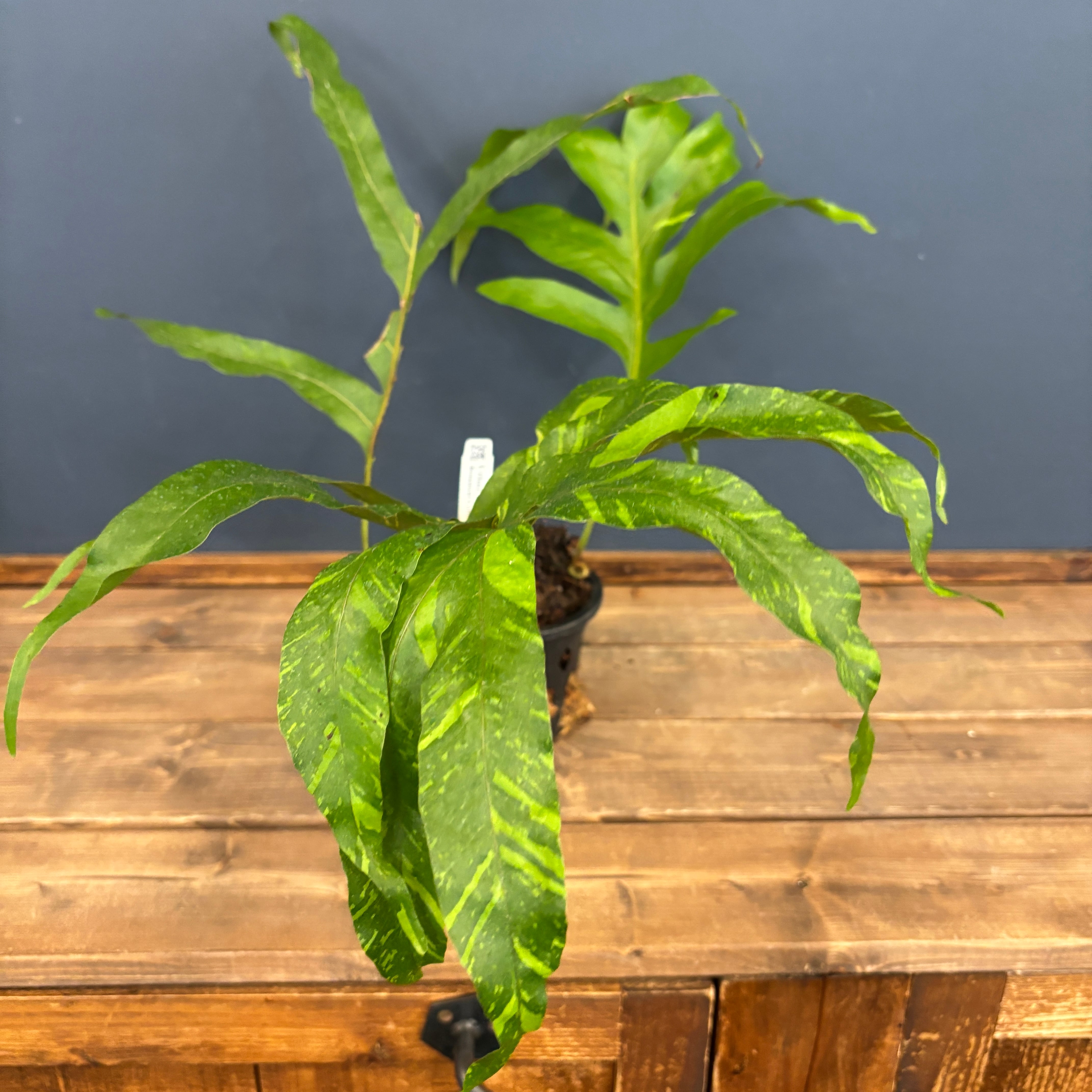 【鉢付き】ドリナリア　クエルシフォリア　斑入り② ドリナリア クエルシフォリア 斑入 「Drynaria quercifolia