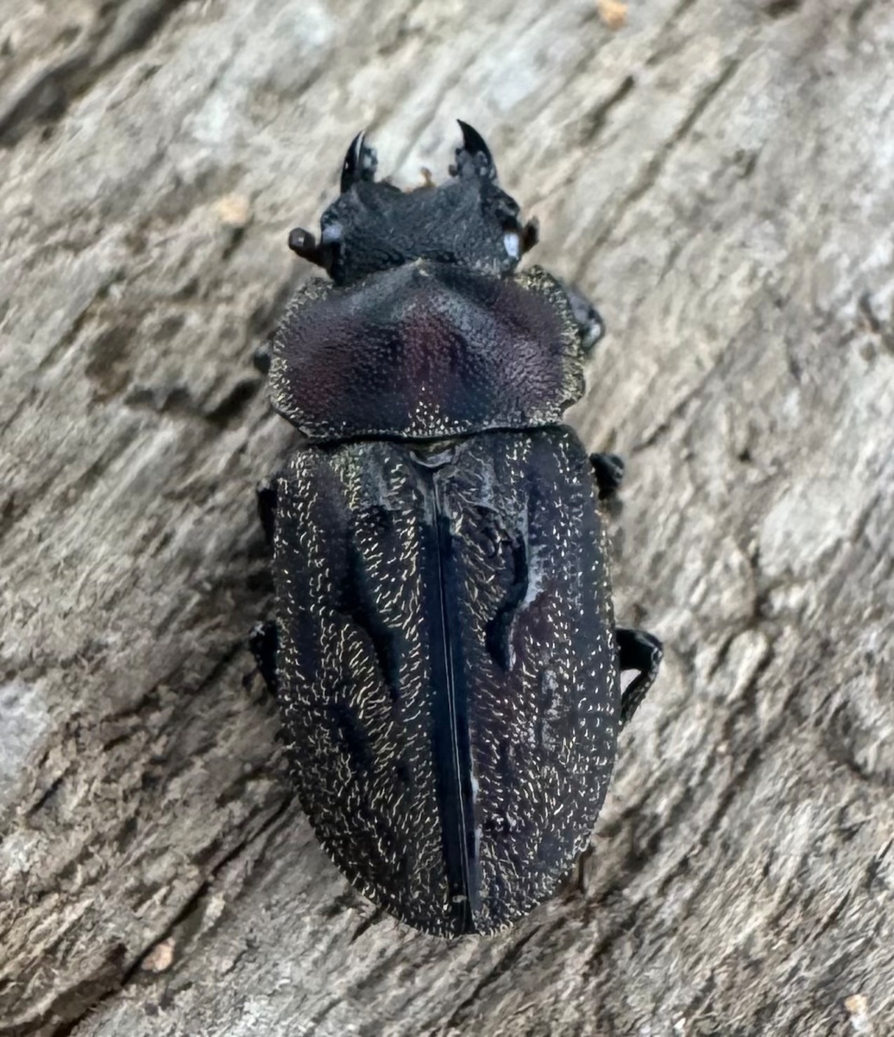 《ペルークワガタ Free ペア》②