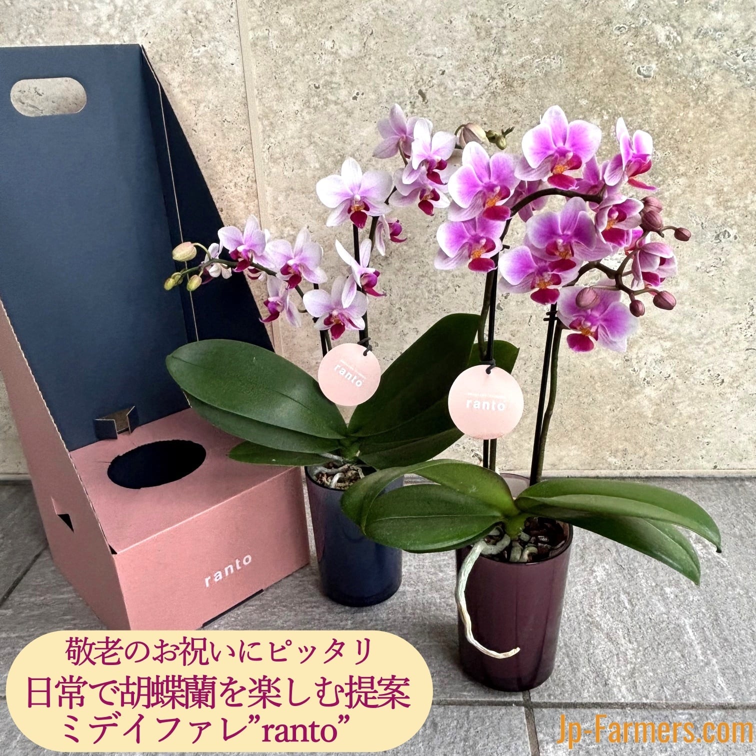 胡蝶蘭　シルクオレンジ1 キウイドール4 可能　切花花付き株も可能 胡蝶蘭 シルクオレンジ1 キウイドール4 可能 切花花付き株も可能