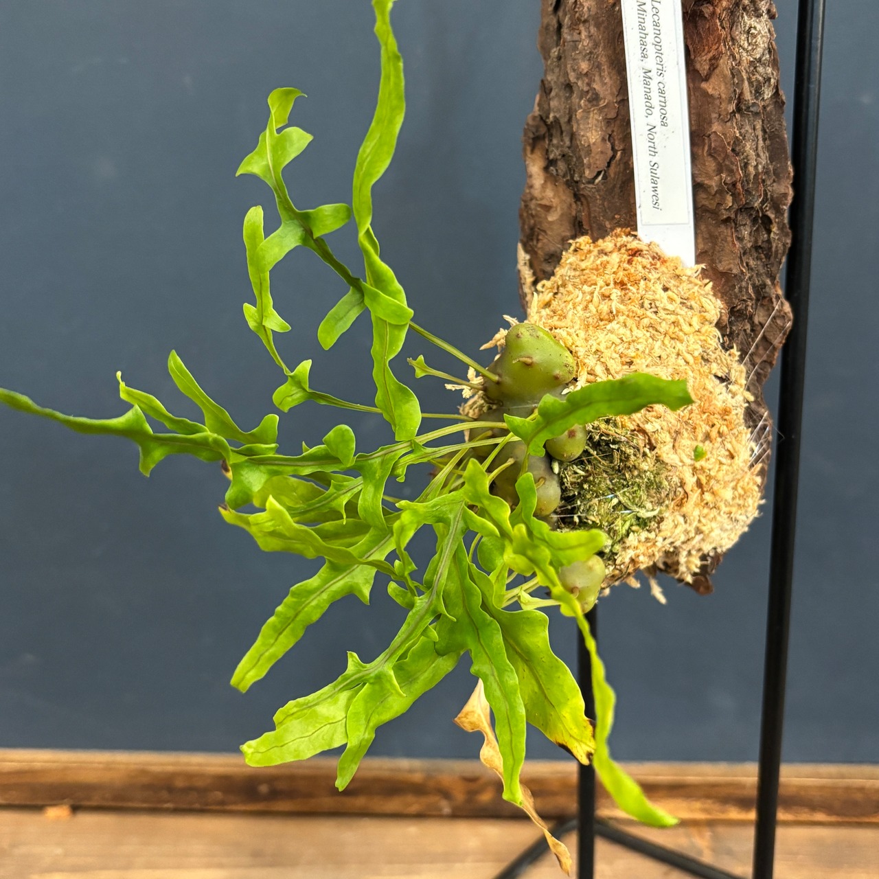 レカノプテリス carnosa【128】