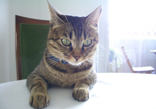 猫 ポストカード The Cat who....猫は着席する（２） 10x14.8センチ（cm）官製はがきサイズ 猫写真 はがき ねこ葉書 ネコハガキ Postcard アイとちび アイシス