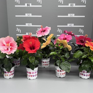 ロングライフハイビスカス3.5号4色MIX【レア品種・屋内向け】