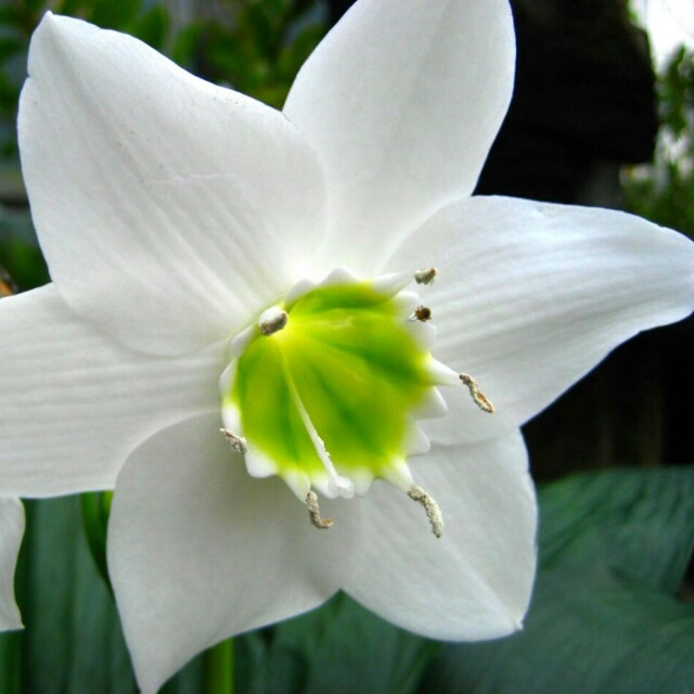 花芽付き アマゾンリリー ユーチャリス6 3寸鉢苗 Hanazukin 花ずきん 農家直送の花苗 シンビジュームの花束