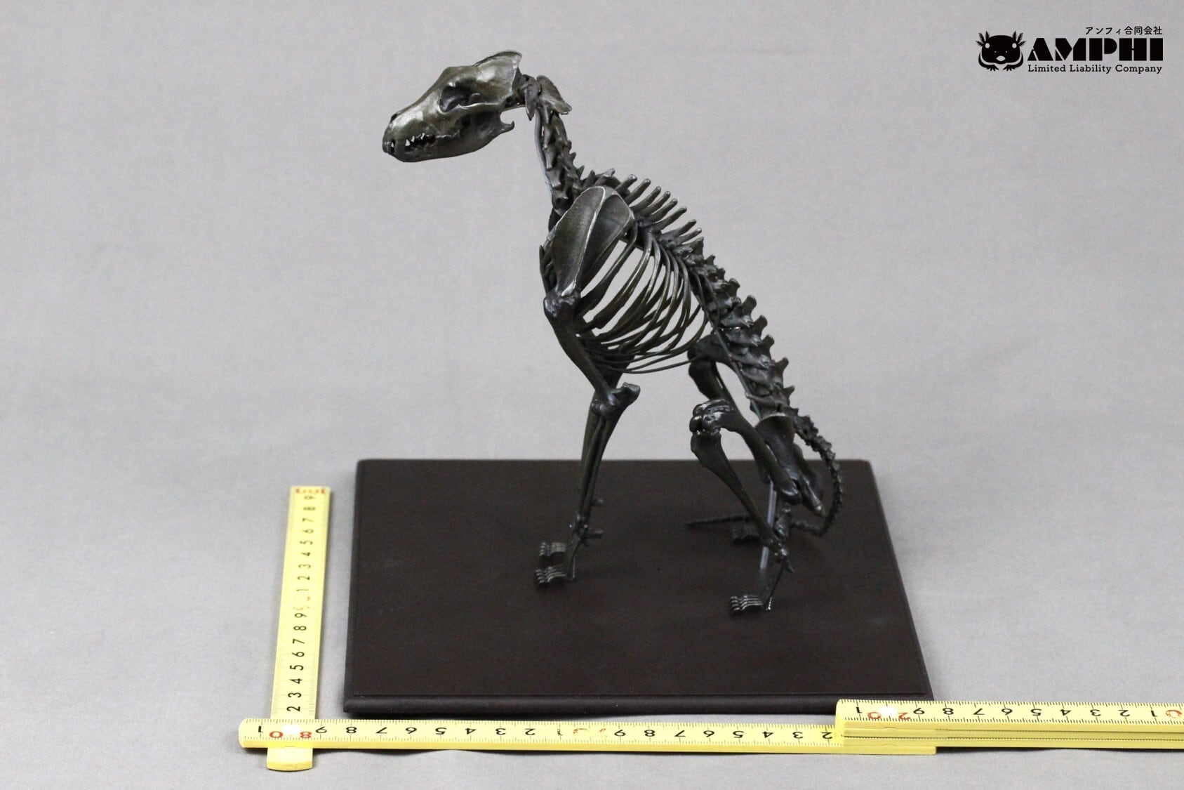ブロンズ風】 ニホンオオカミ 縮小全身骨格模型 | アンフィ合同会社