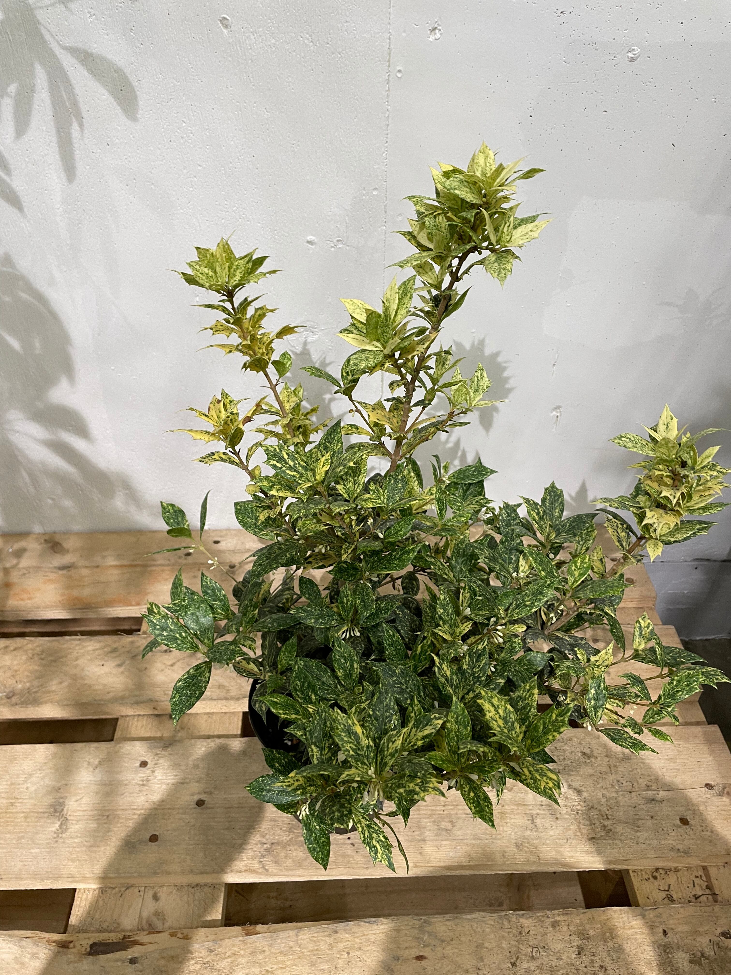 柊 斑入り Protoleaf プロトリーフ