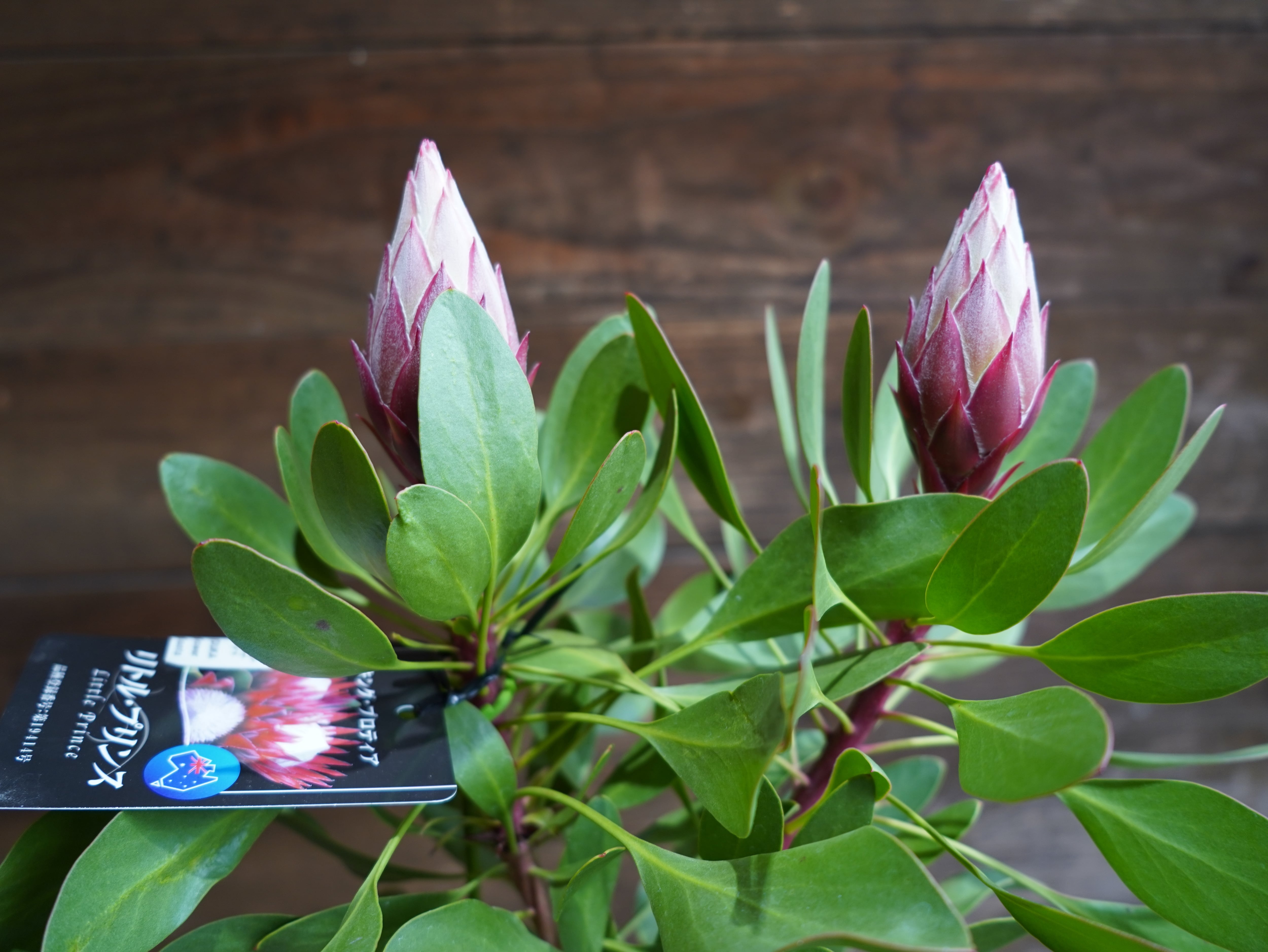 【現物】プロテア　”リトルプリンス”　A