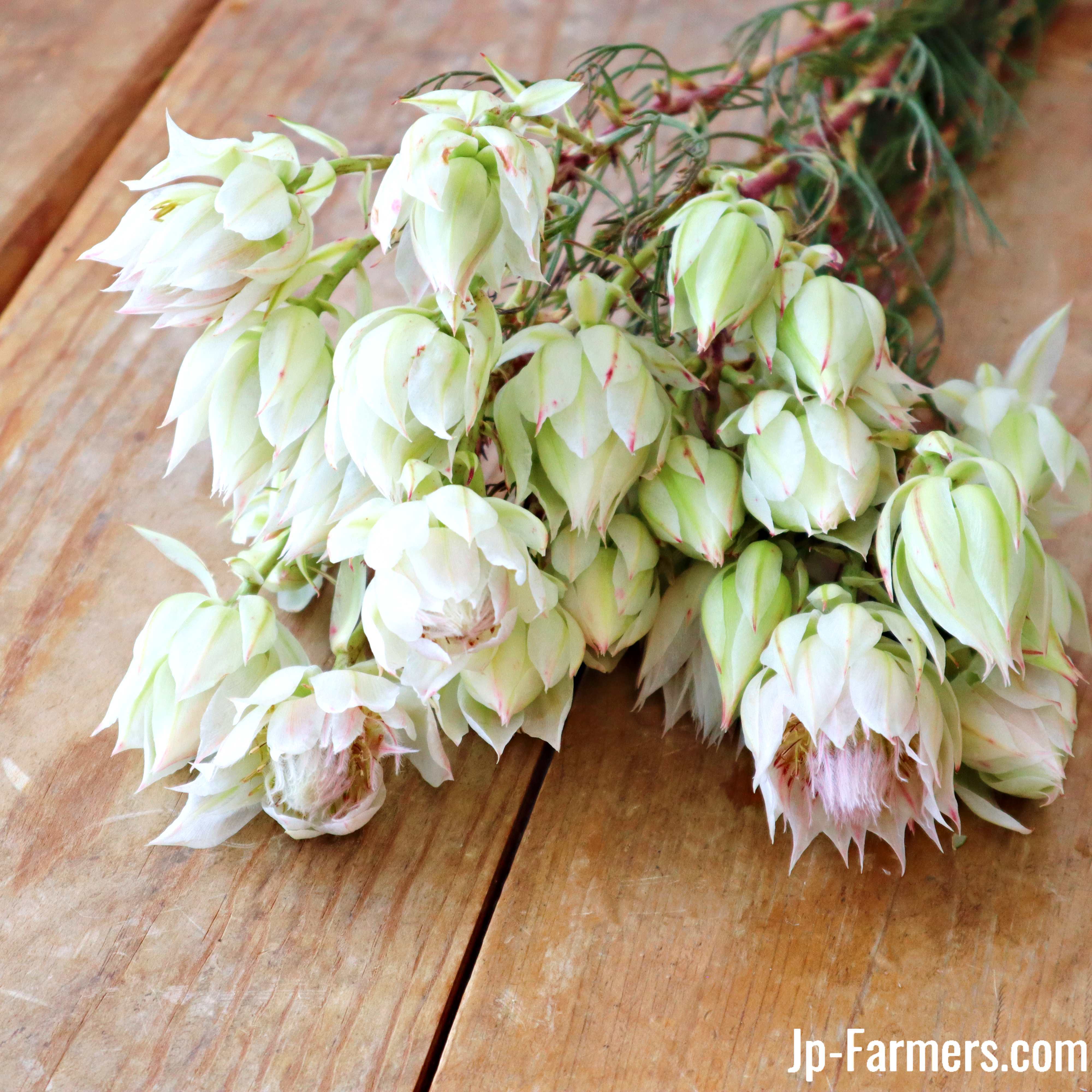 白系のセルリア ブラッシングブライド 10本 | 新鮮お花問屋 Jp-Farmers.com