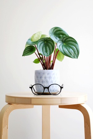 【S】スイカぺぺ/Peperomia Watermelon
