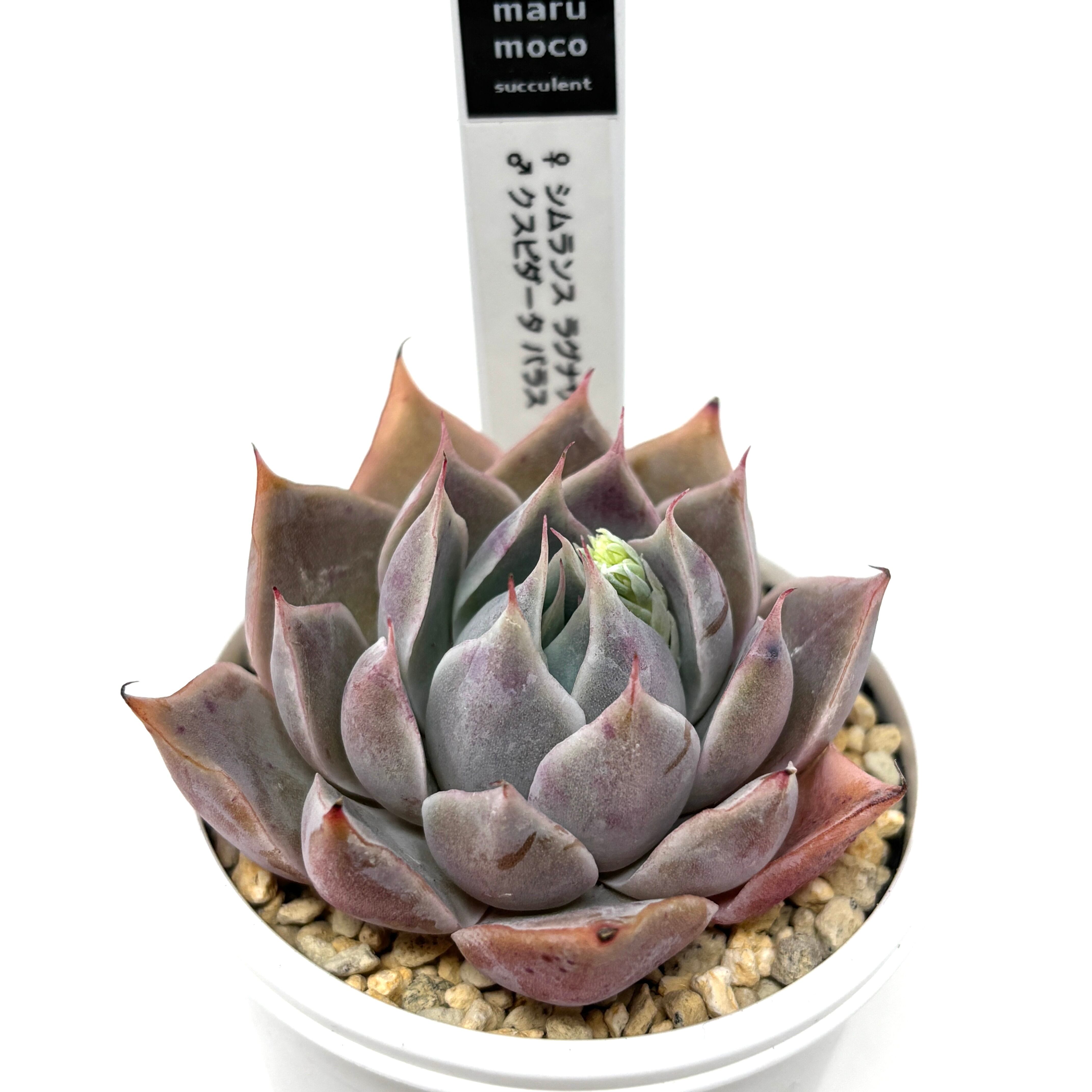 marumocoさん苗 エケベリア ♀シムランスラグナサンチェス × ♂クスピダータパラス【912】