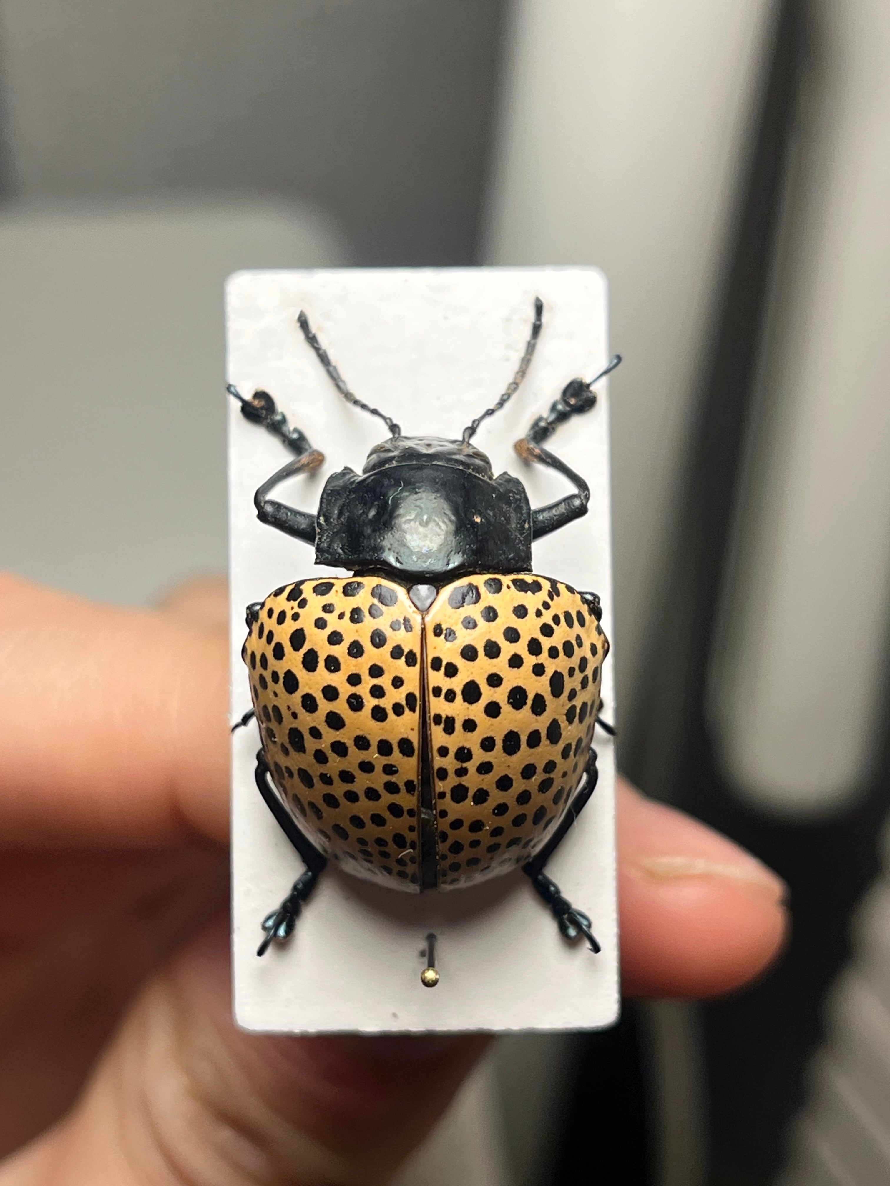 真作】ミズタマズングリハムシ 草間彌生 作品 昆虫標本 キノコムシ