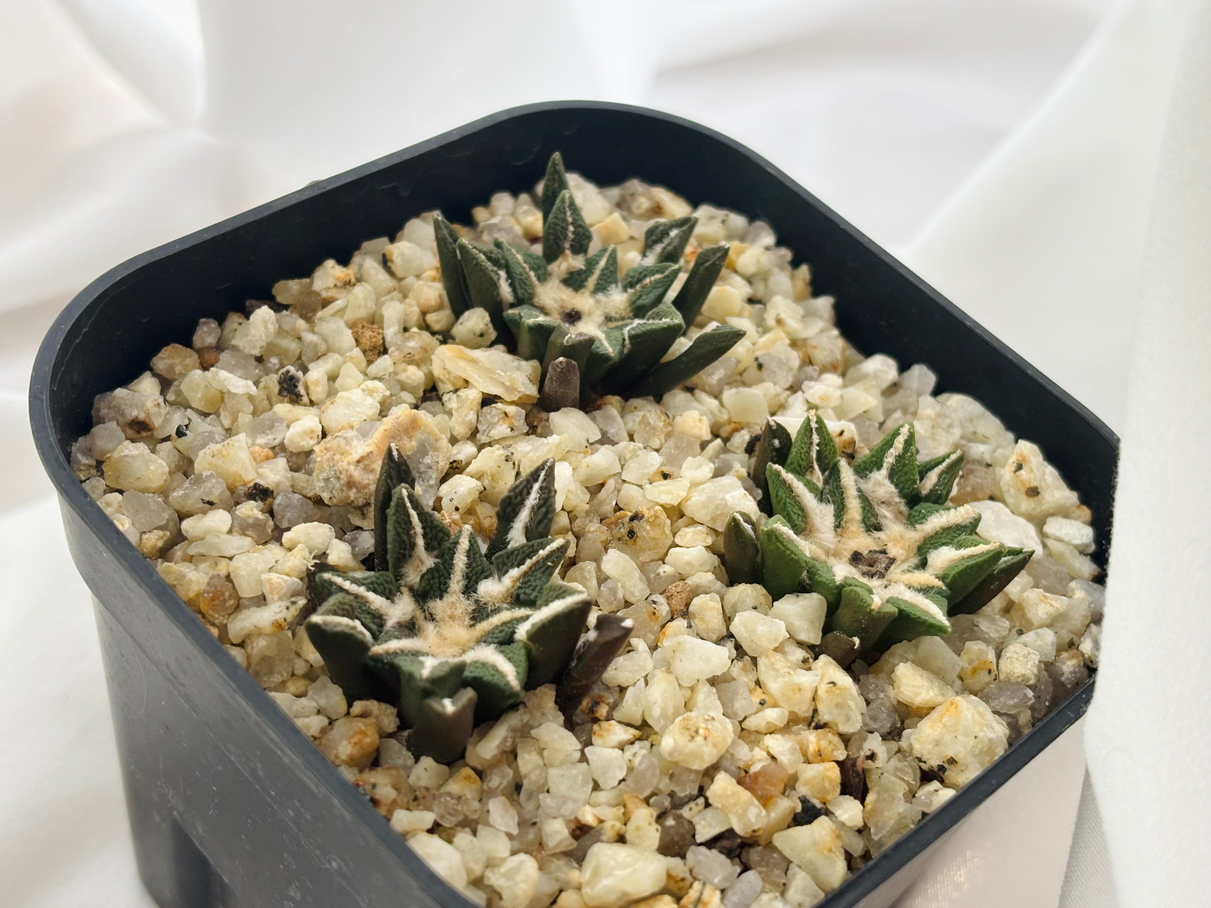 Ariocarpus kotschoubeyanus アリオカルプス 大疣黒牡丹 サボテン