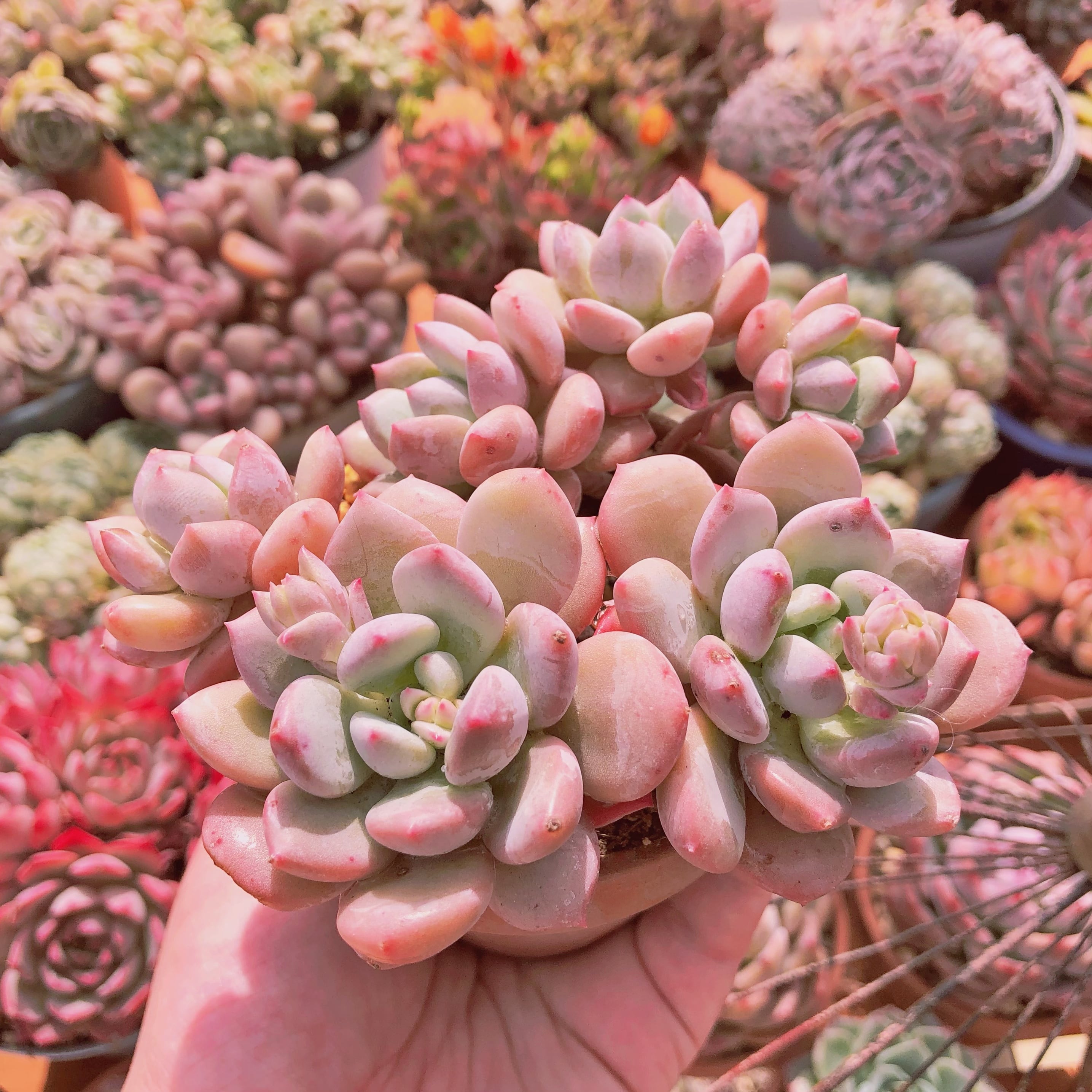 多肉植物　ホワイトエッグ　4~6頭　大群生