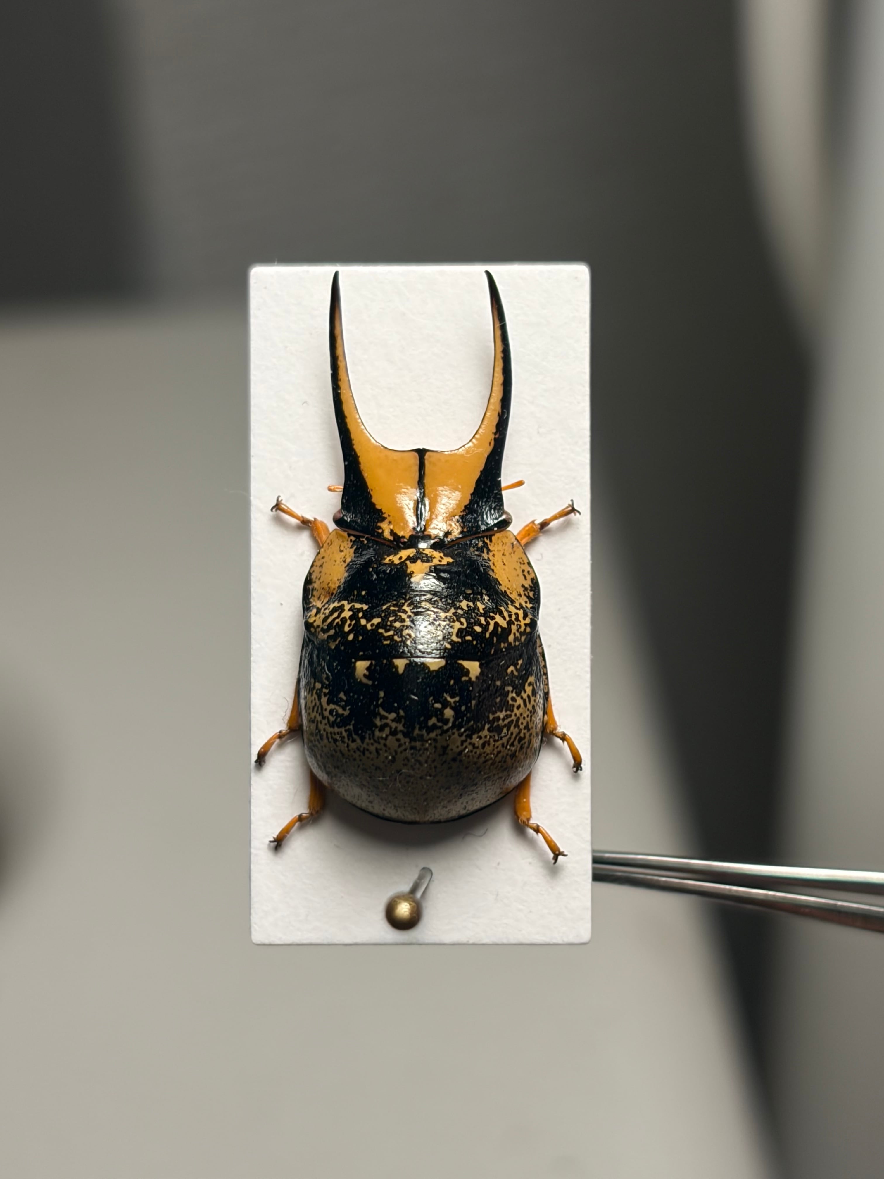 特大ペア】幻のクワガタマルカメムシ 標本 とんでもない甲虫 BRUTUS