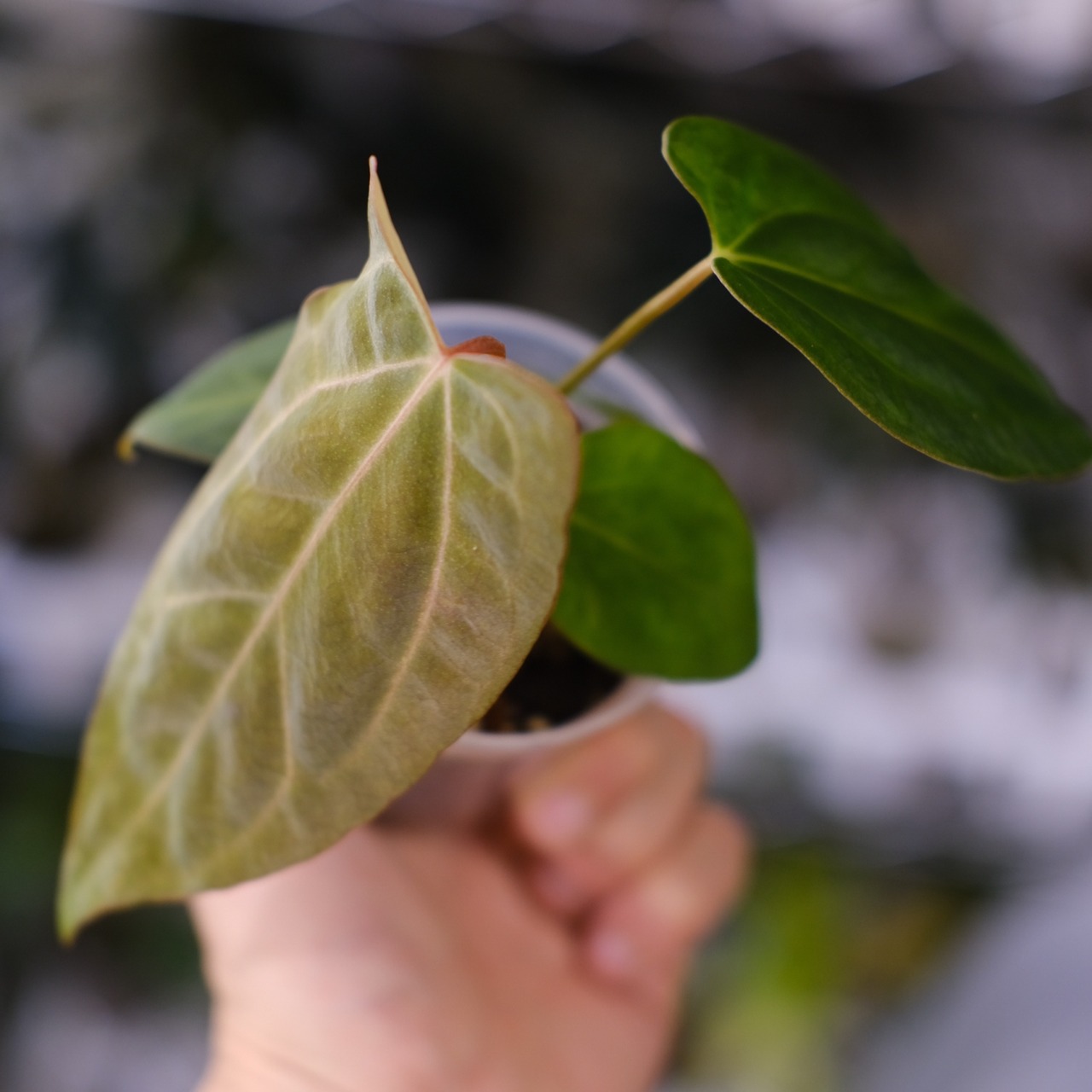Anthurium Carlablackiae / アンスリウム カーラブラッキー⑬│観葉植物