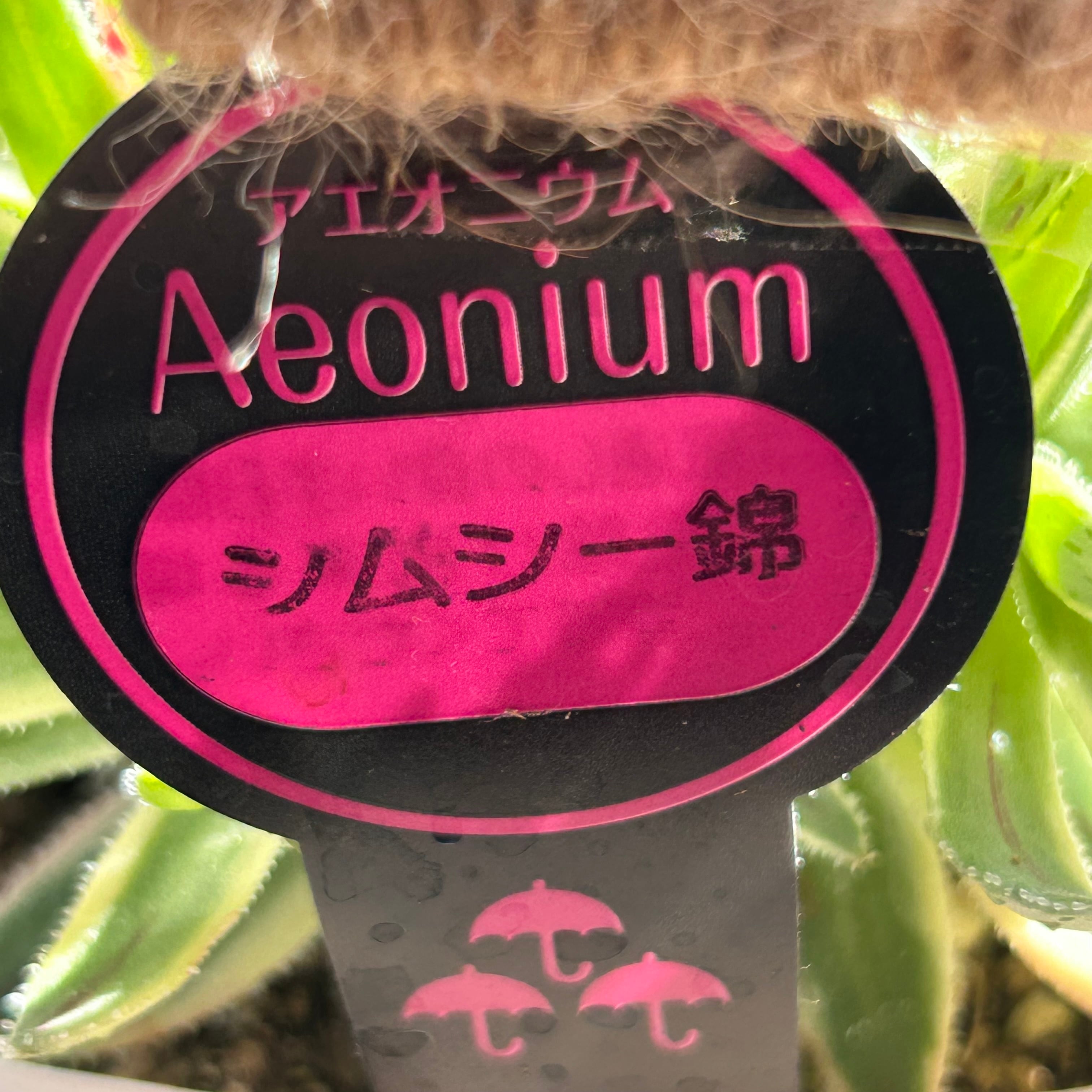 シムシー錦(アエオニウム) | RuPo 多肉植物専門店