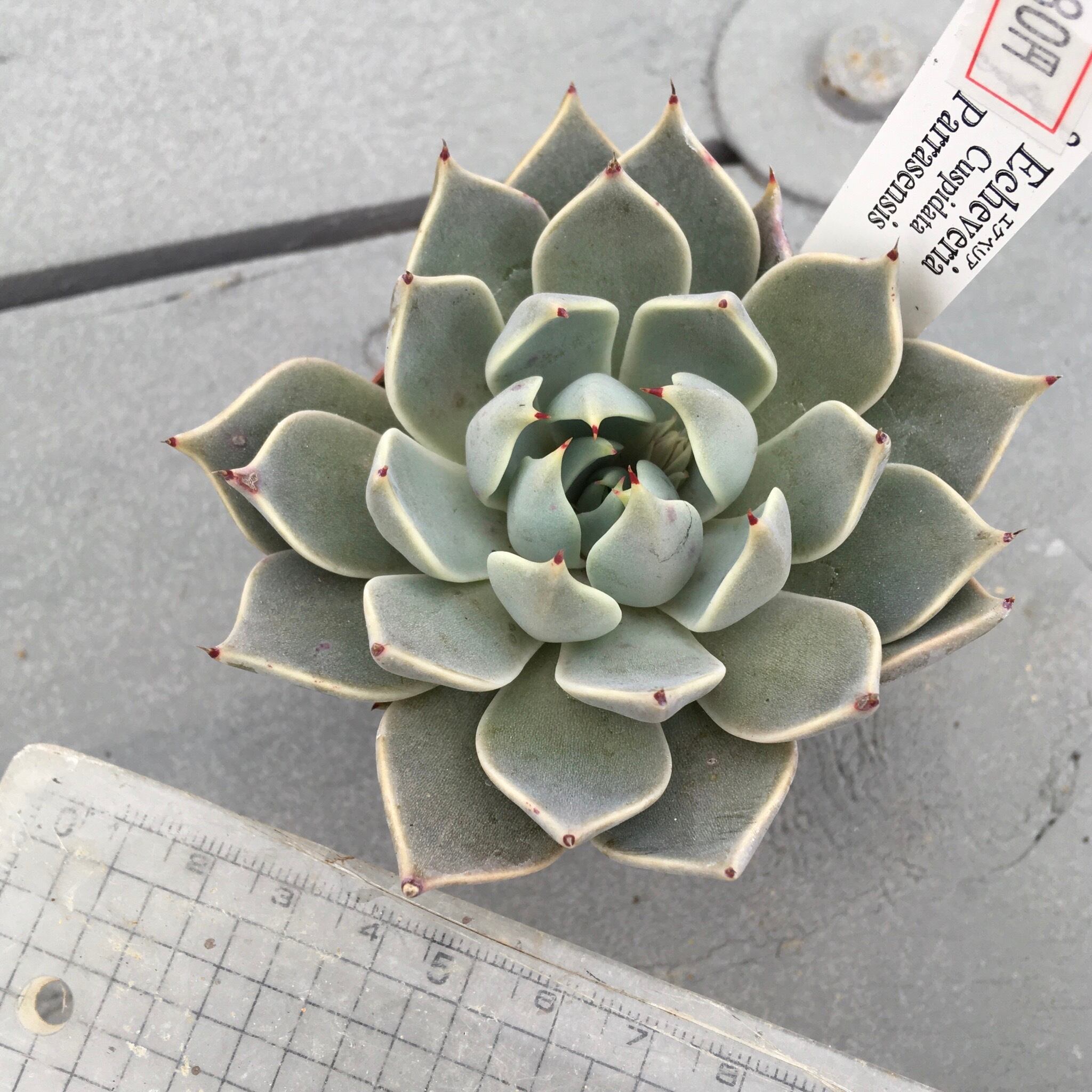 97b050de770c79ecde16231a05526e