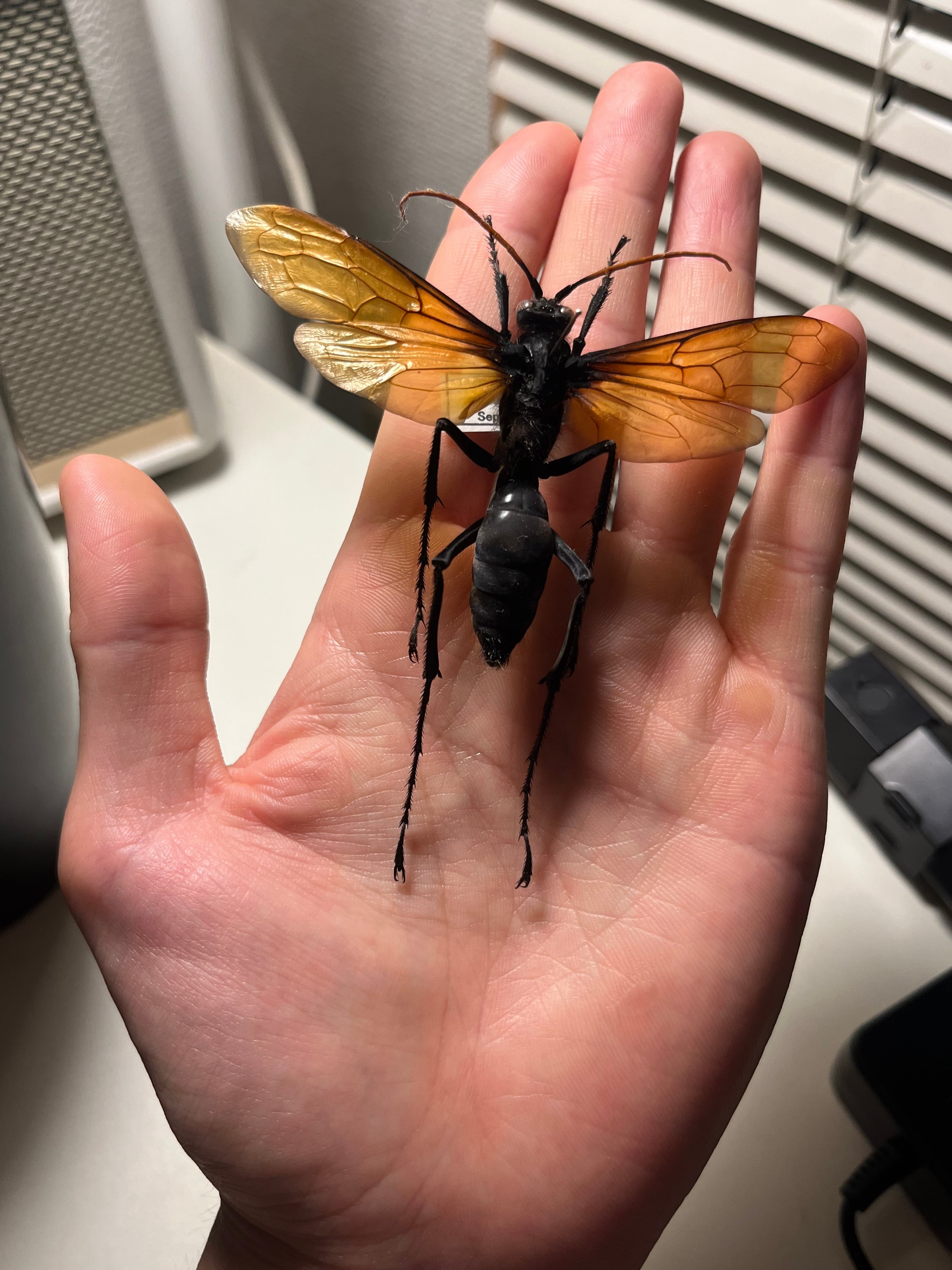 【50mm程】タランチュラホーク バードイータームカデサソリクモハチ標本 50mm程】タランチュラホーク バードイータームカデサソリクモハチ蜂