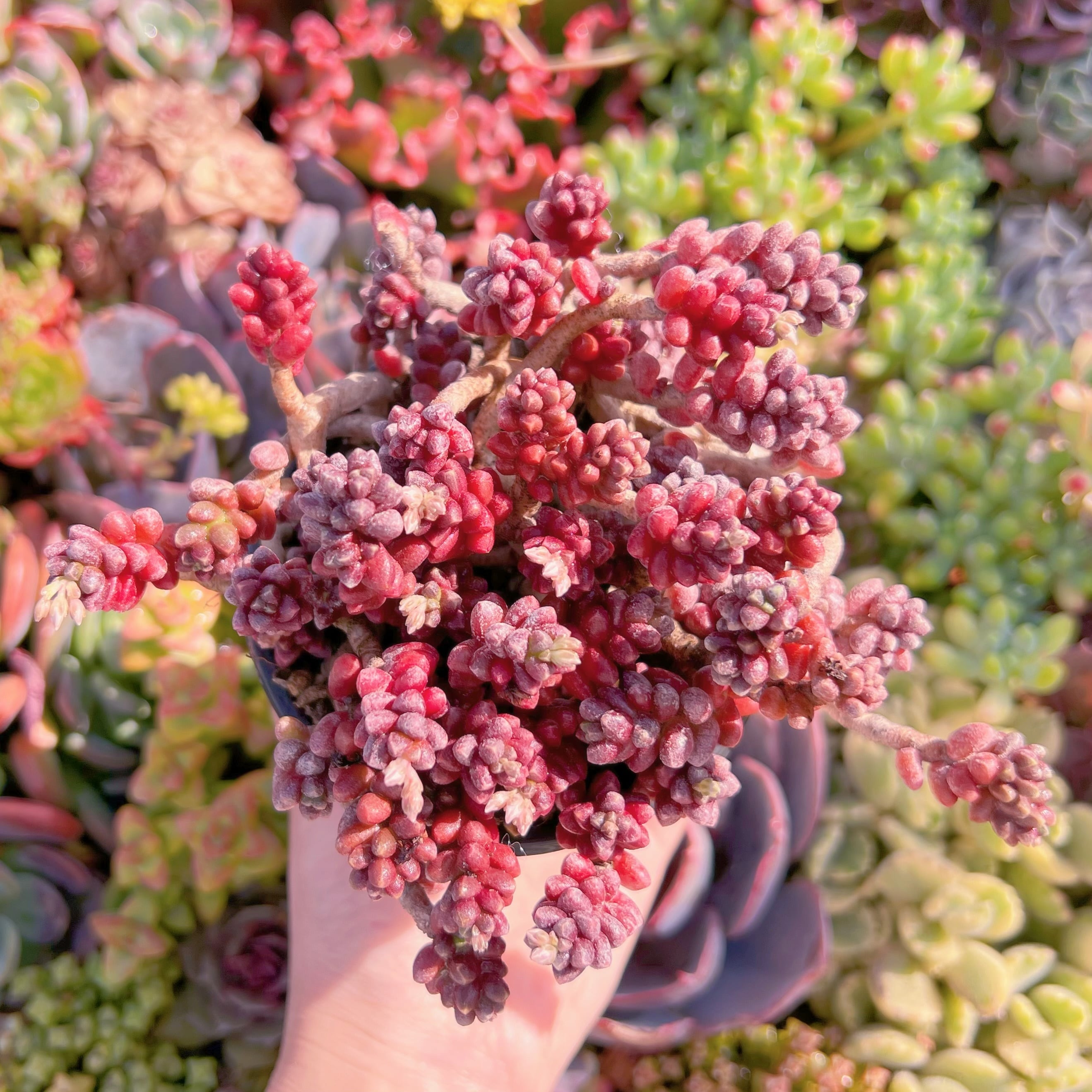 現品　珊瑚礁#M295　新入荷　るる農園