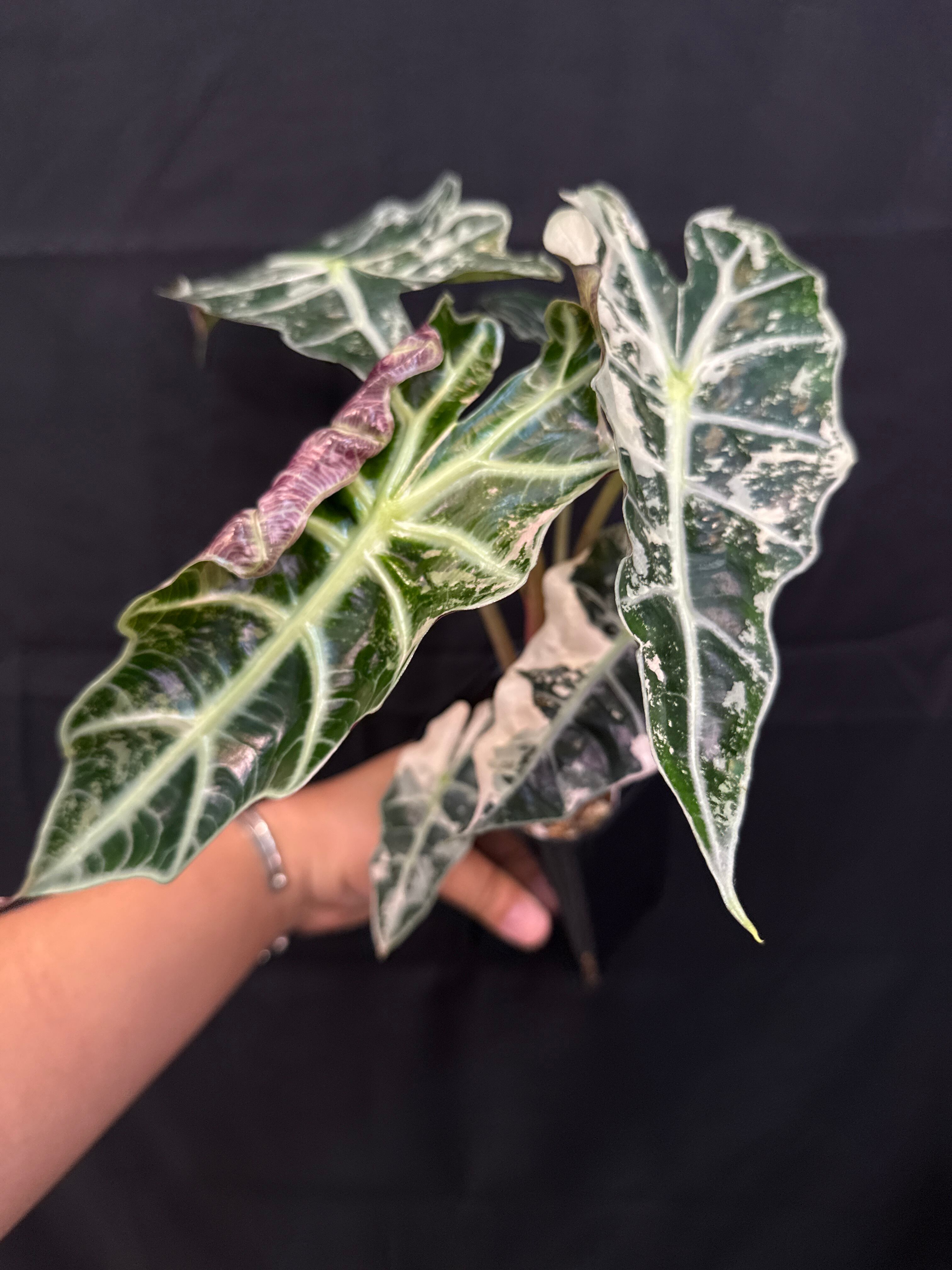 ① (Mucho) Begonia cucullata pink variegated / ベゴニア ククラータ