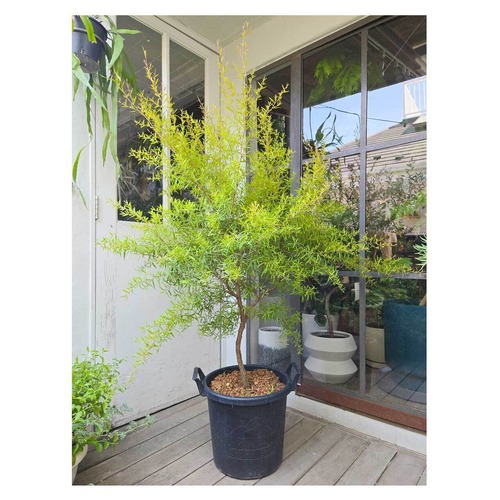 Lemon tea tree