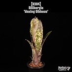 Billbergia 'Waxing Gibbous'〔ビルベルギア〕B364