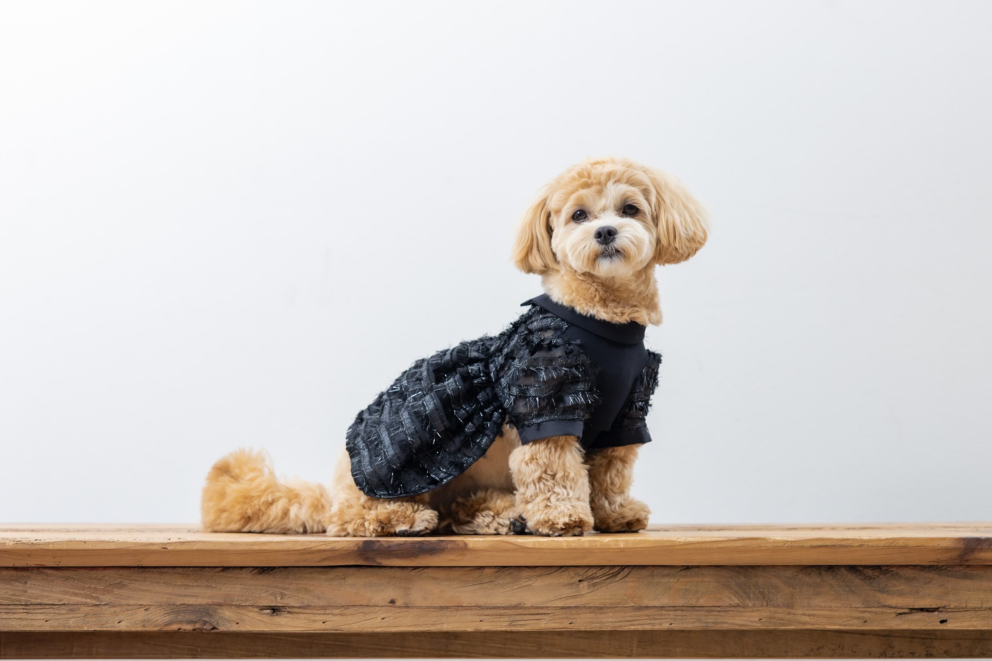 小型犬用列席衣装    -レンタル-