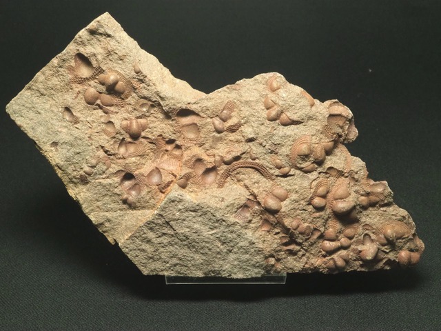 新産出！大量の死骸層！三葉虫【Onnia sp.】【674ｇ】モロッコ王国産/恐竜/骨/魚/化石