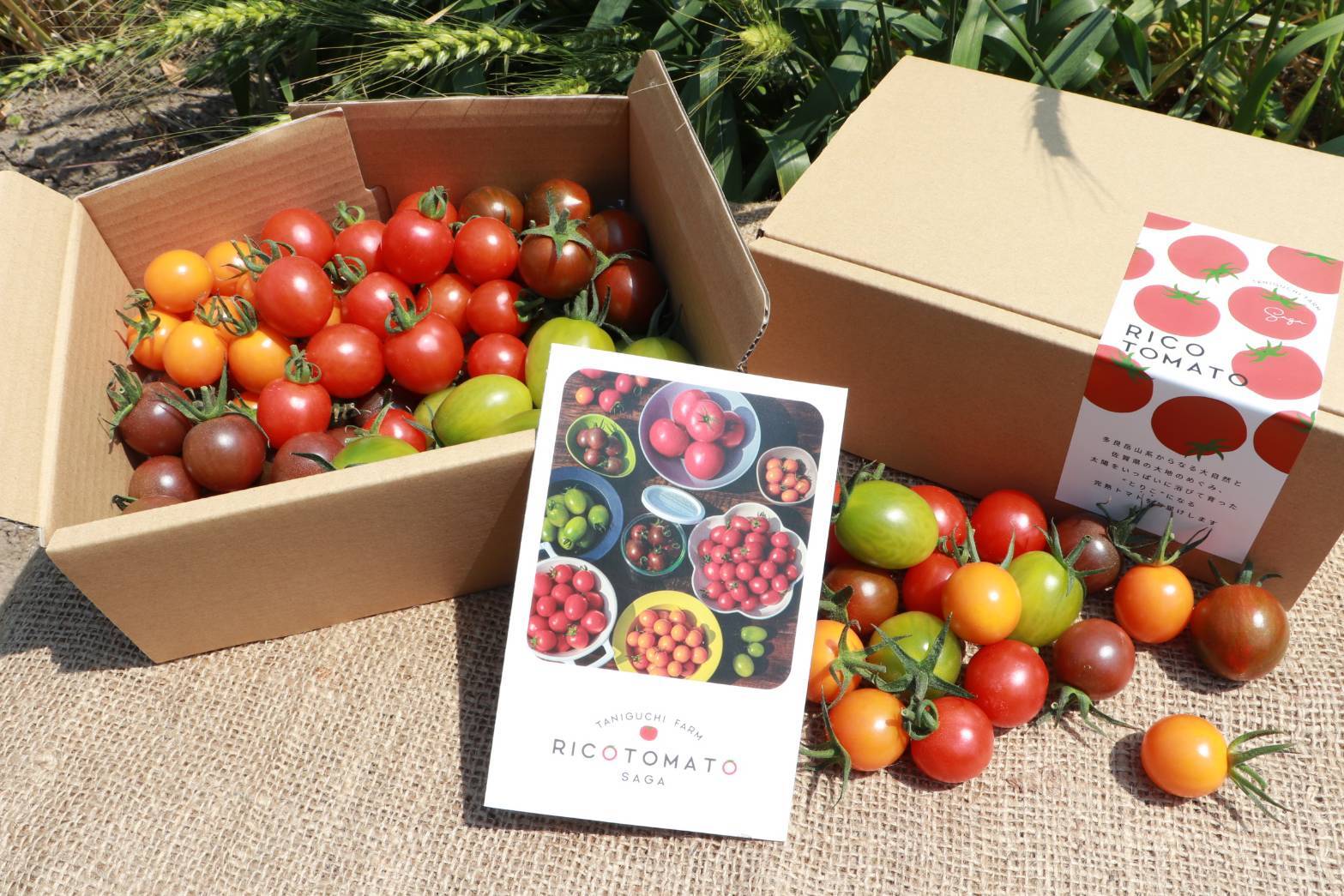 RICOTOMATOカラフルミニトマト 1㎏ | RICOTOMATO/たにぐちファーム