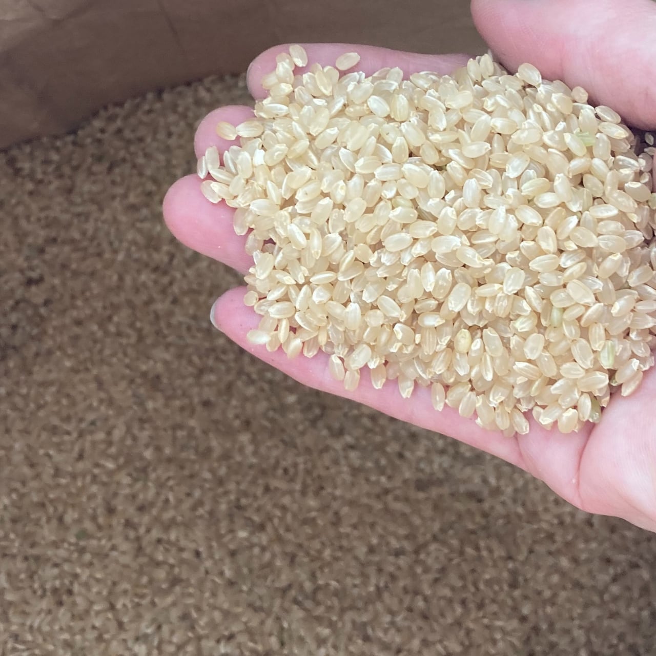 玄米】島根県産 コシヒカリ 30Kg 令和7年度 新米 | トラスト